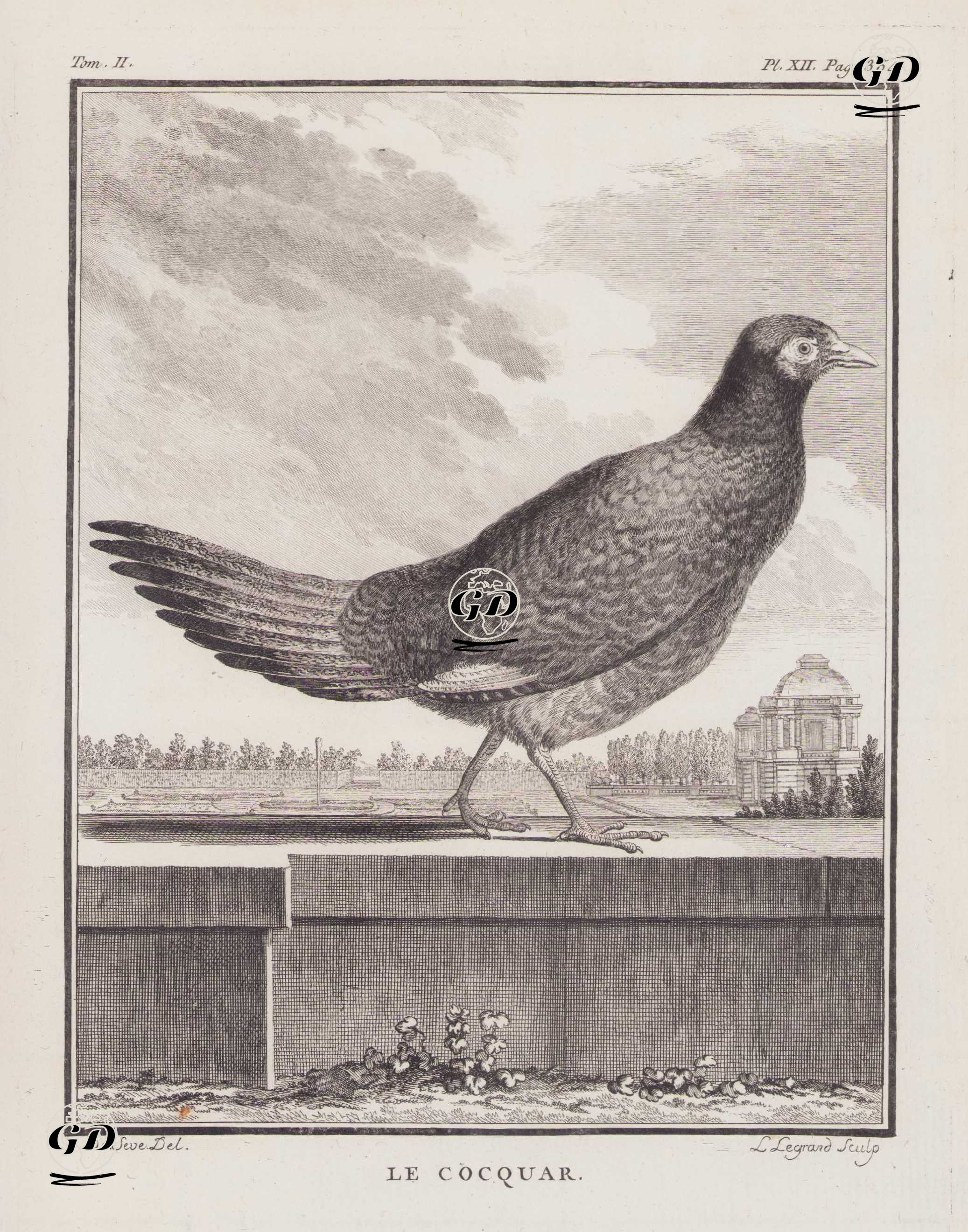 Sülün (Phasianus Colchicus Hybridus) (II.Cilt, XII.Plate, Sayfa 354) - Jacques Eustache de Seve (active 1742-1788)-Georges Buffon (1707-1788) - 1771