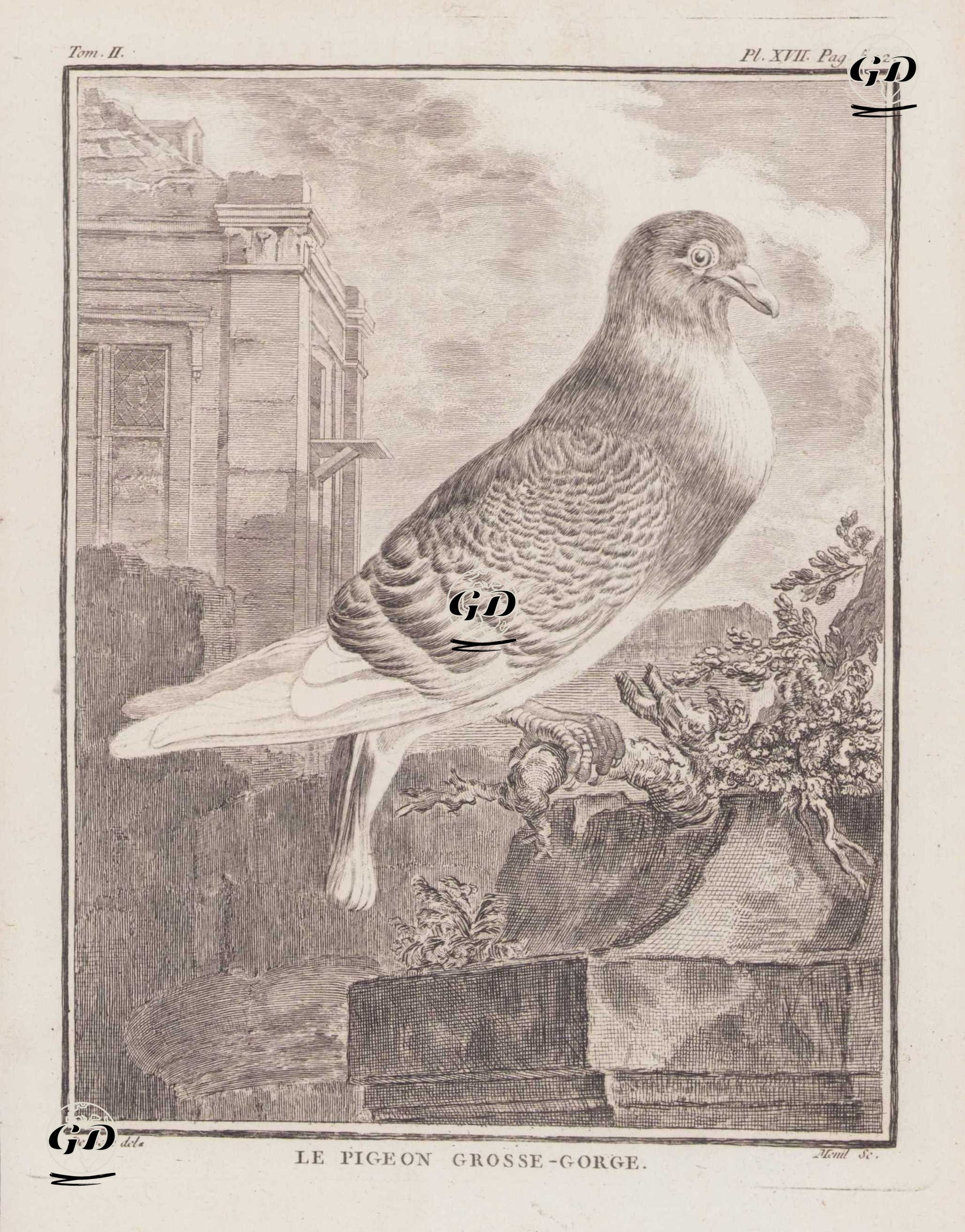 Kursağını Sişiren (Balon) Güvercin (Boyun Guvercini) (II.Cilt, XVII.Plate, Sayfa 522) - Jacques Eustache de Seve (active 1742-1788)-Georges Buffon (1707-1788) - 1771