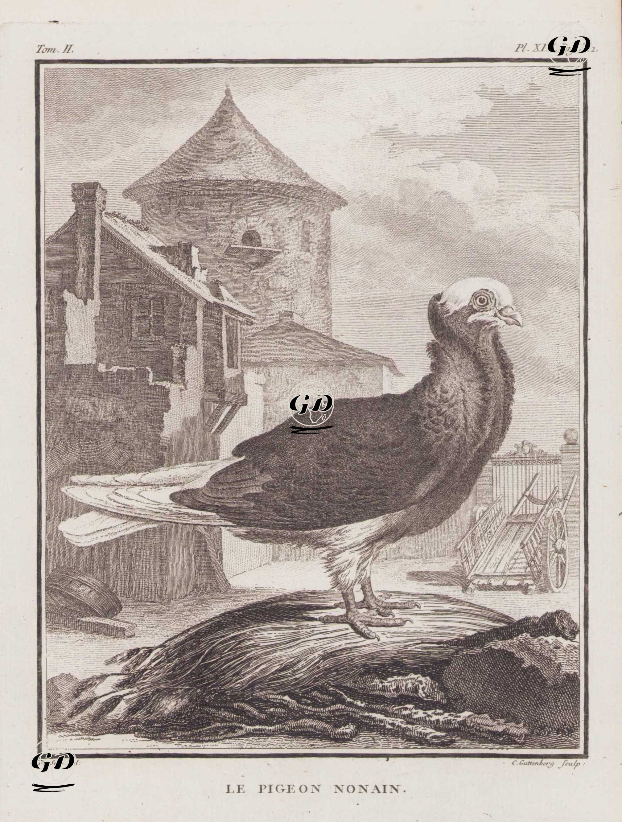 Nonain (Jacobin) Güvercini (Columba Cucullata Jacobina) (II.Cilt,  XIX.Plate, Sayfa 522) - Jacques Eustache de Seve (active 1742-1788)-Georges Buffon (1707-1788) - 1771