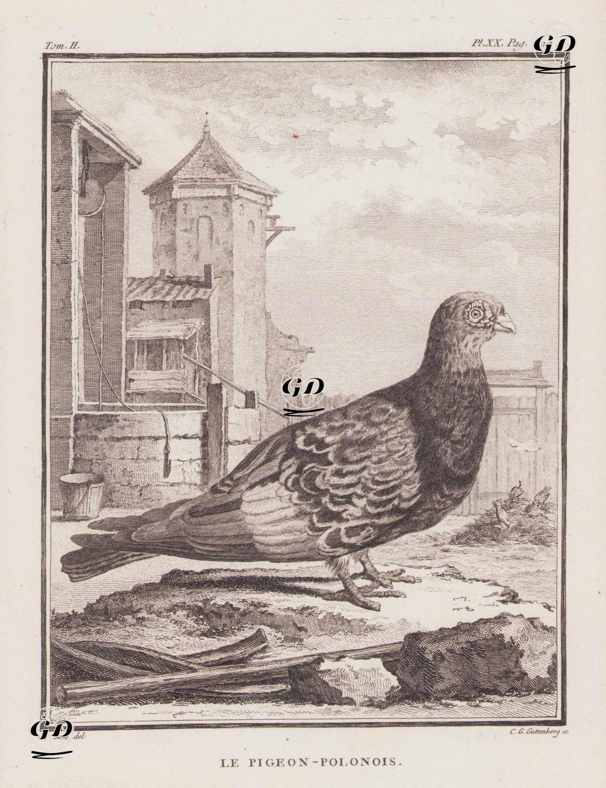 Polonya Guvercini (II.Cilt, XX.Plate, Sayfa 522) - Jacques Eustache de Seve (active 1742-1788)-Georges Buffon (1707-1788) - 1771