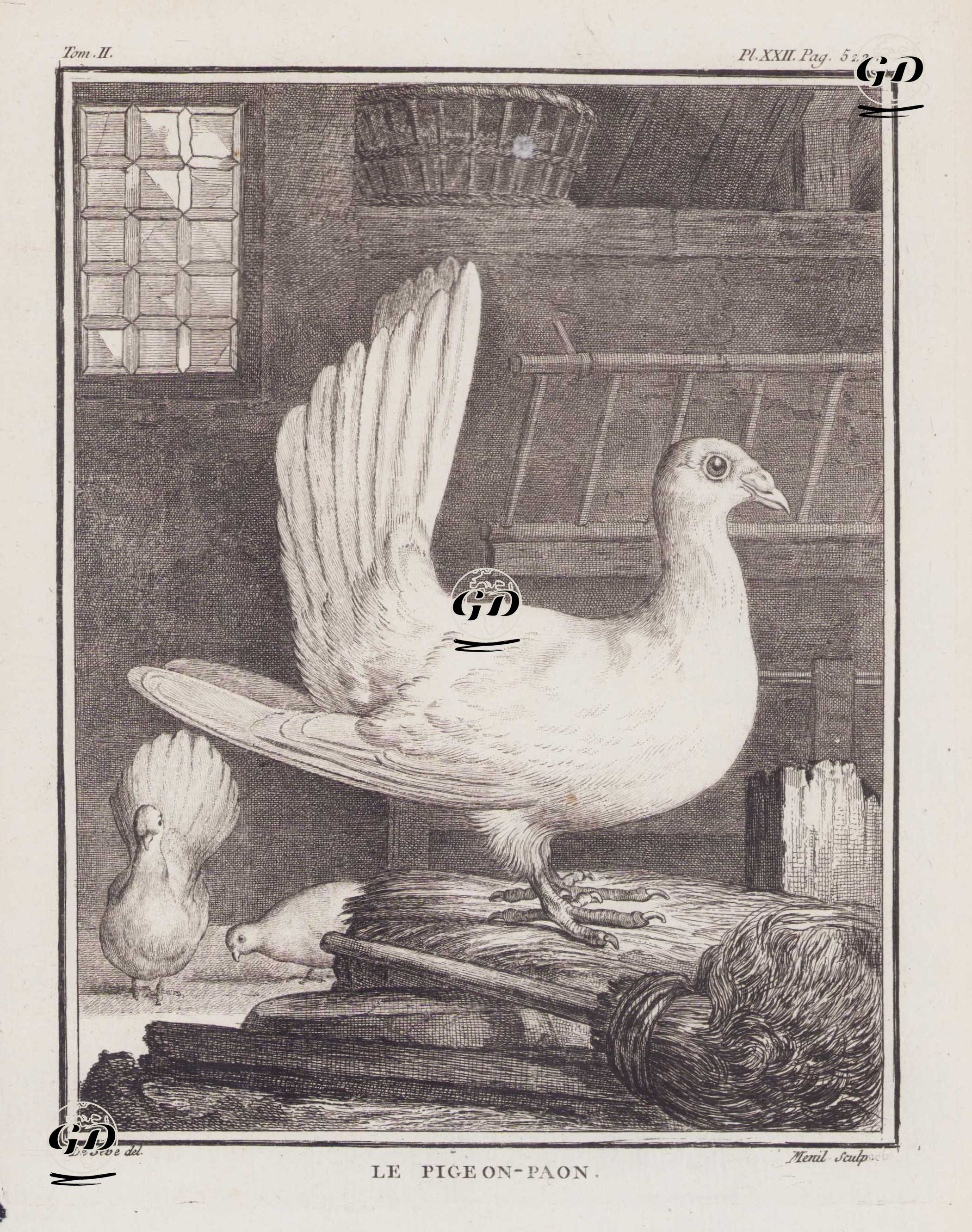 Le Pigeon-Paon (Peacock Pigeon, Fantail Pigeon) (Tom.II. Plate XXII. Page 522)  - Jacques Eustache de Seve (active 1742-1788)-Georges Buffon (1707-1788) - 1771