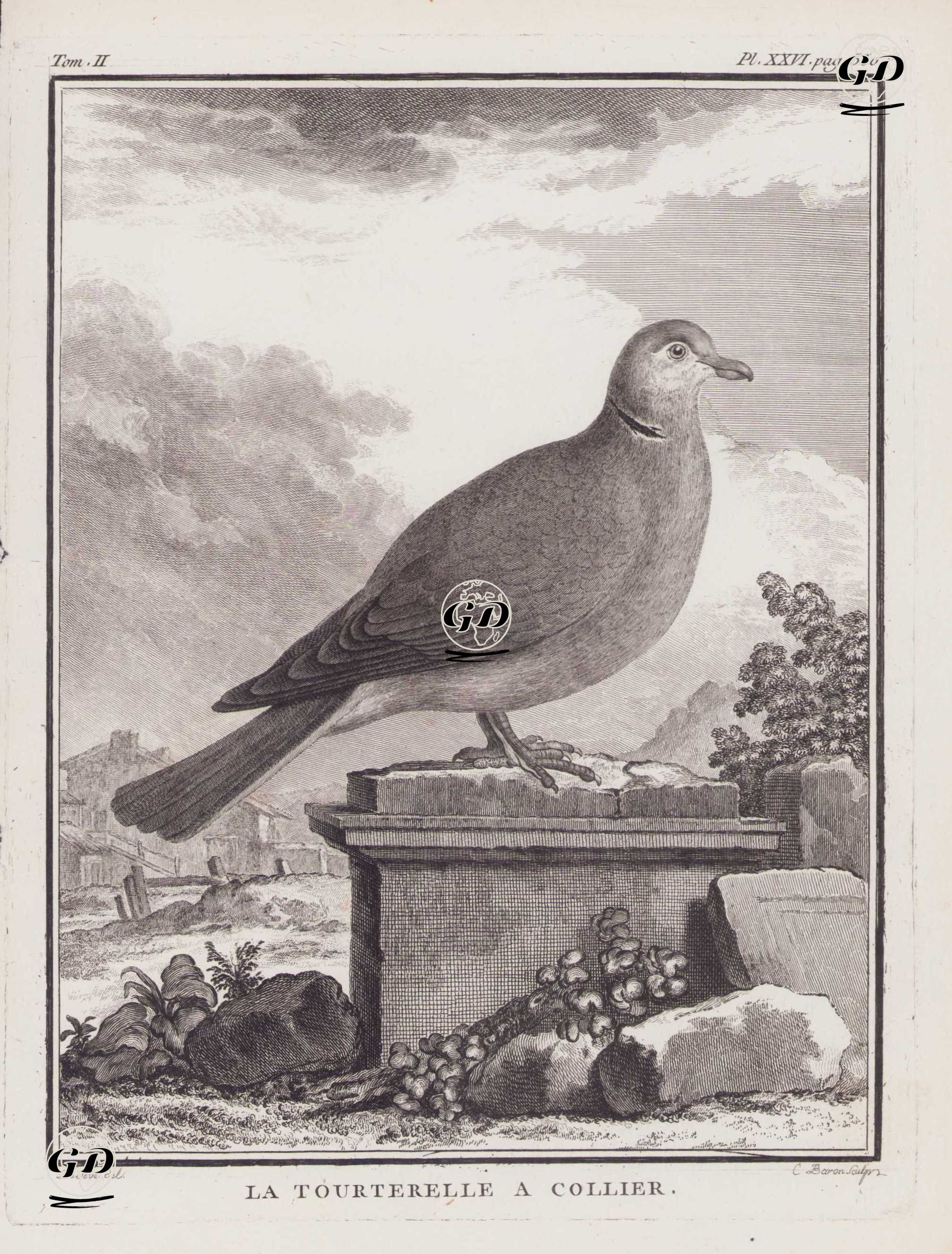 Kırmızı Gözlü Kumru (Streptopelia Semitorquata) (II.Cilt, XXVI.Plate, Sayfa 550) - Jacques Eustache de Seve (active 1742-1788)-Georges Buffon (1707-1788) - 1771