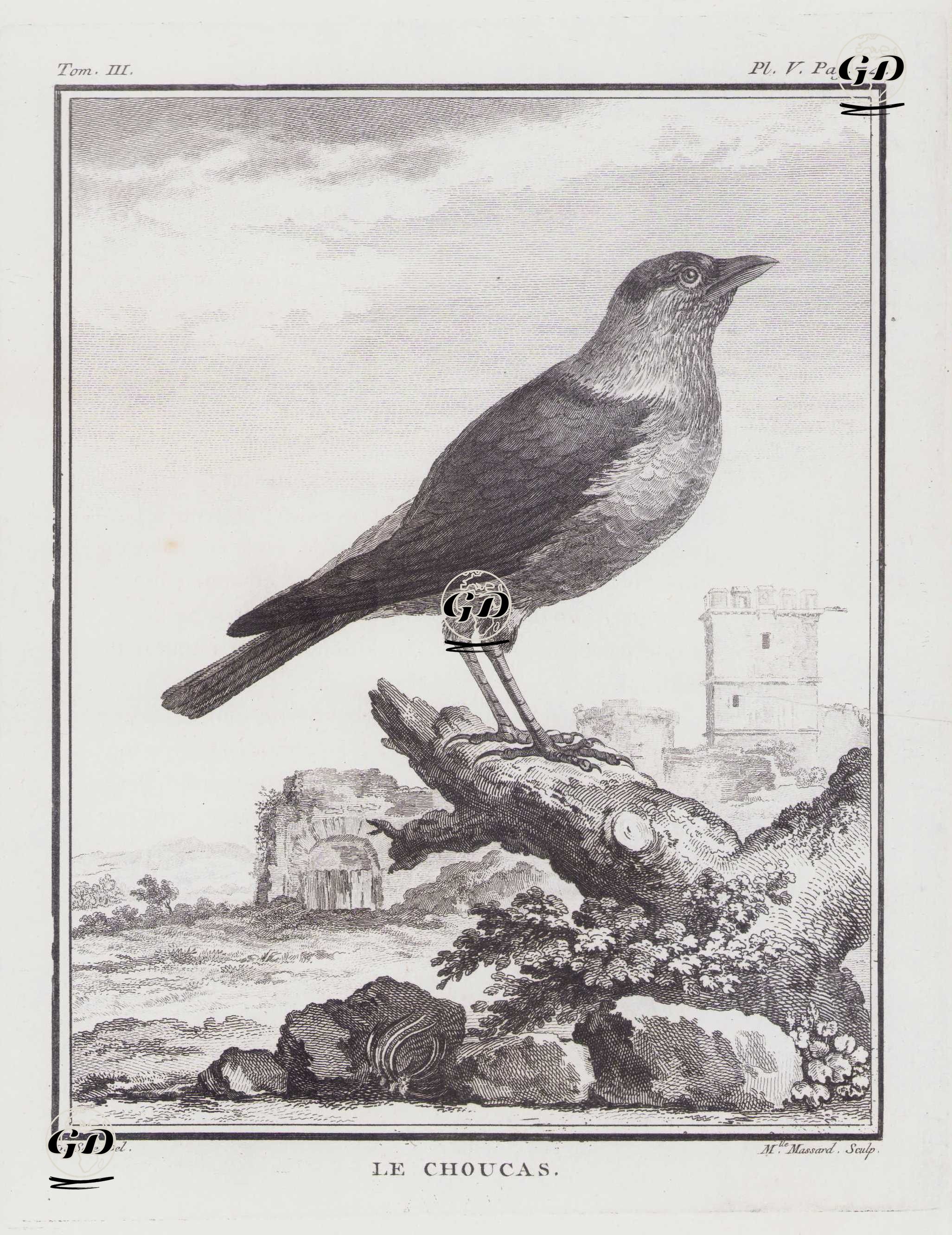 Küçük Karga (Corvus Monedula) (III.Cilt, V.Plate, Sayfa 74) - Jacques Eustache de Seve (active 1742-1788)-Georges Buffon (1707-1788) - 1775
