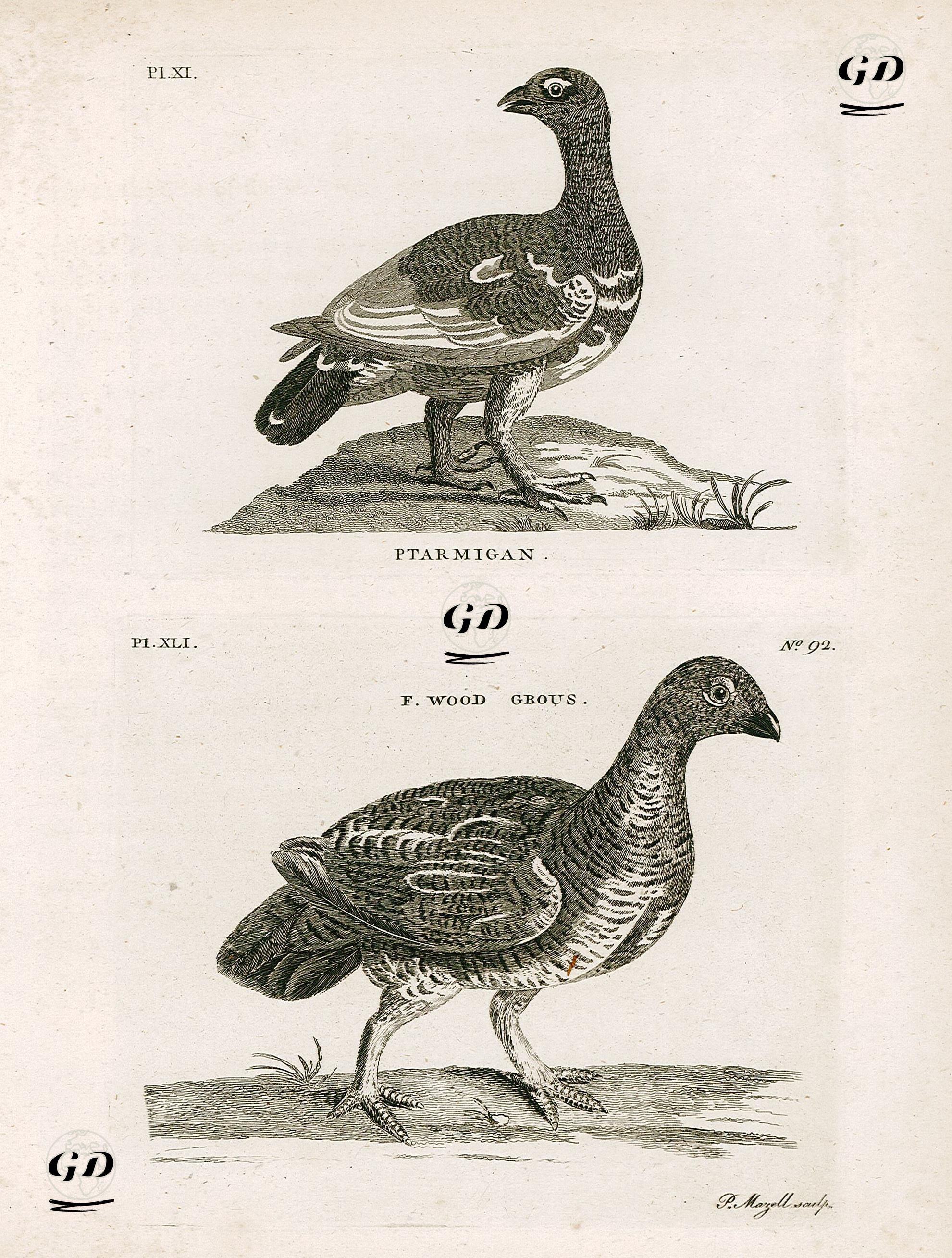 Kartavuğu-Orman Horozu -  - 1770's