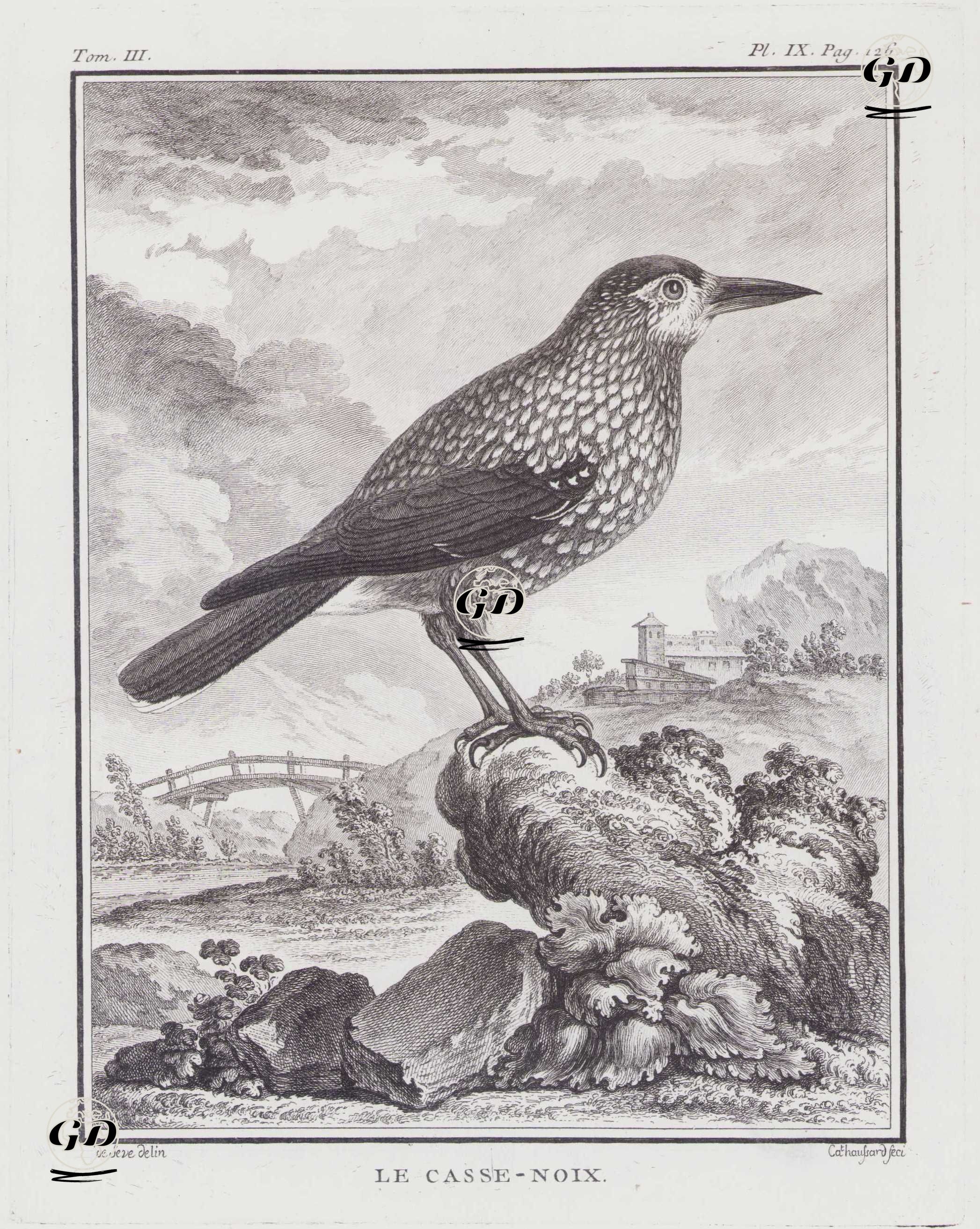 Göknar Kargası (Benekli Fındıkkıran Kuşu, Çin Fındıkkıran Kuşu-Nucifraga Caryocatactes) (III.Cilt, IX.Plate, Sayfa 126) - Jacques Eustache de Seve (active 1742-1788)-Georges Buffon (1707-1788) - 1775