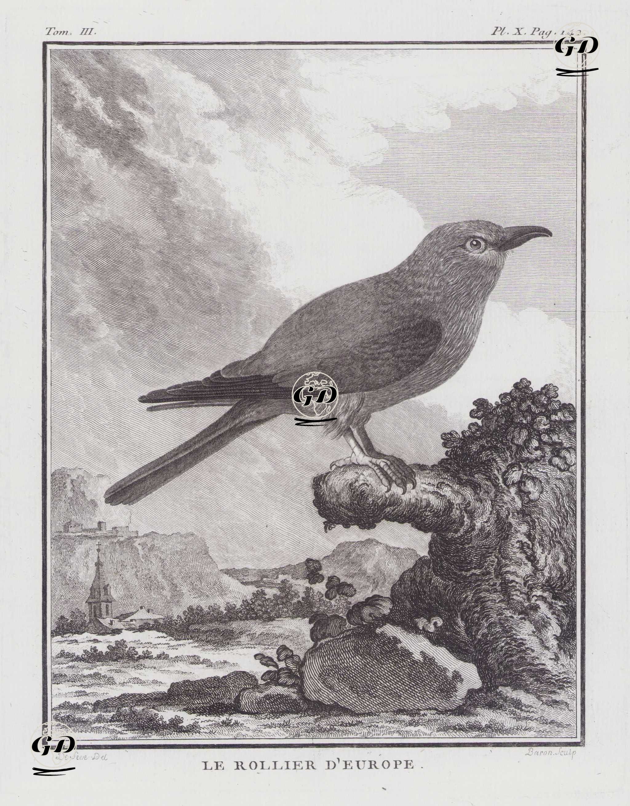 Gökkuzgun (Coracias Garrulus) (III.Cilt X.Plate) - Jacques Eustache de Seve (active 1742-1788)-Georges Buffon (1707-1788) - 1775