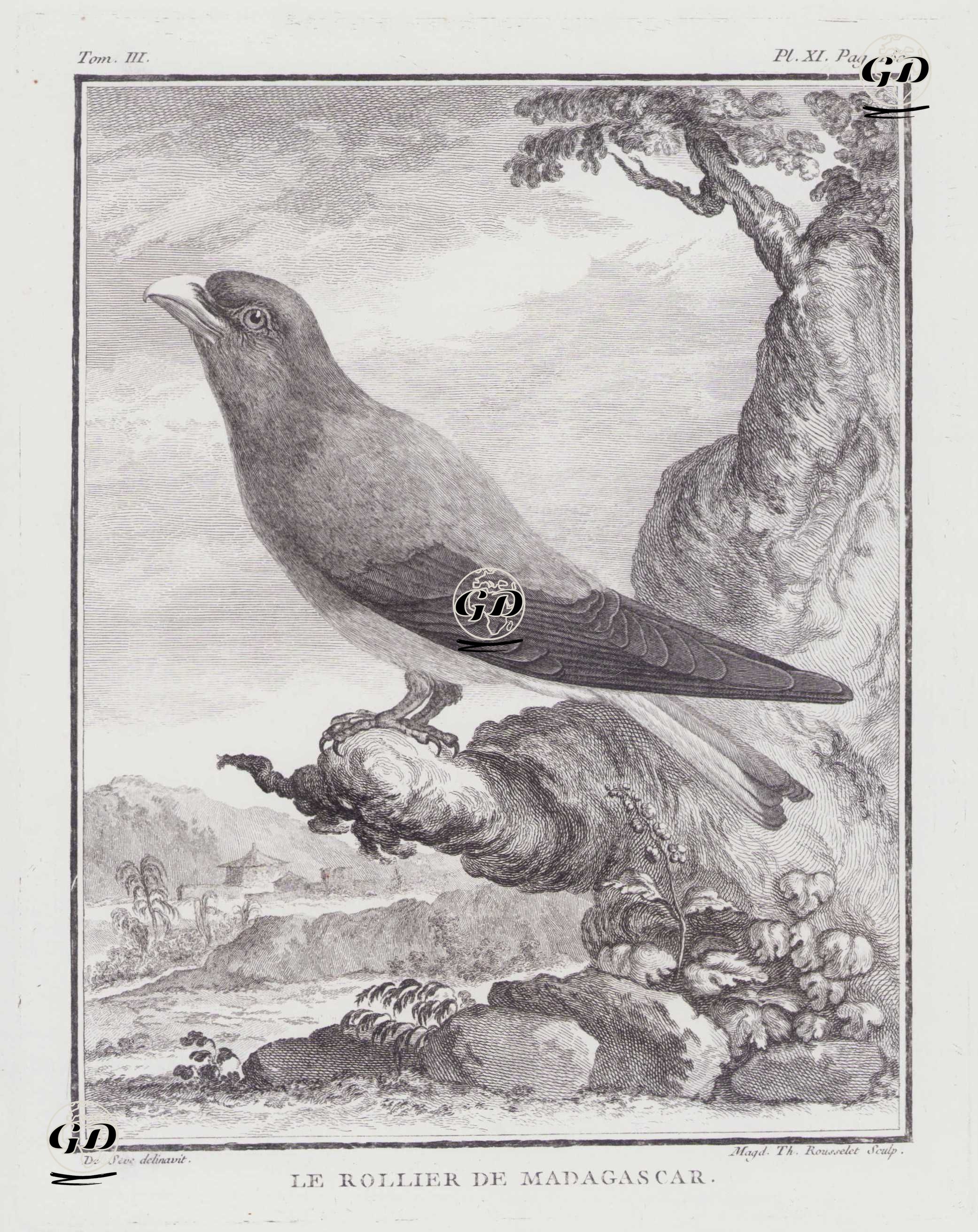 Erguvani Gökkuzgun (Geniş Gagalı Gökkuzgun-Eurystomus Glaucurus) (III.Cilt, XI.Plate, Sayfa 150) - Jacques Eustache de Seve (active 1742-1788)-Georges Buffon (1707-1788) - 1775