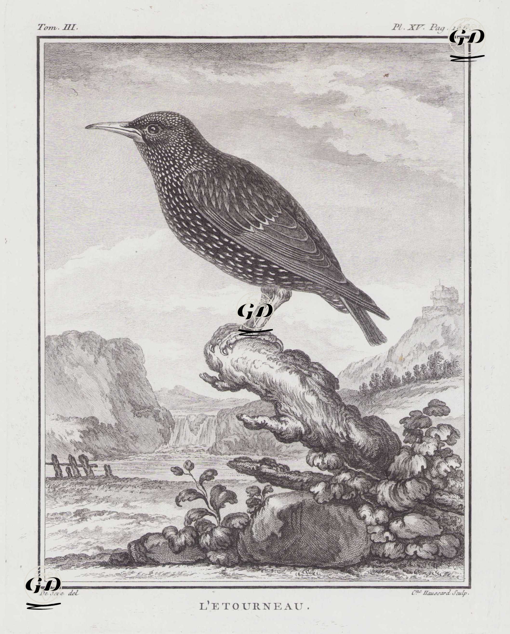 Sığırcık (Sturnus Vulgaris) (III.Cilt, XV.Plate, Sayfa 186) - Jacques Eustache de Seve (active 1742-1788)-Georges Buffon (1707-1788) - 1775