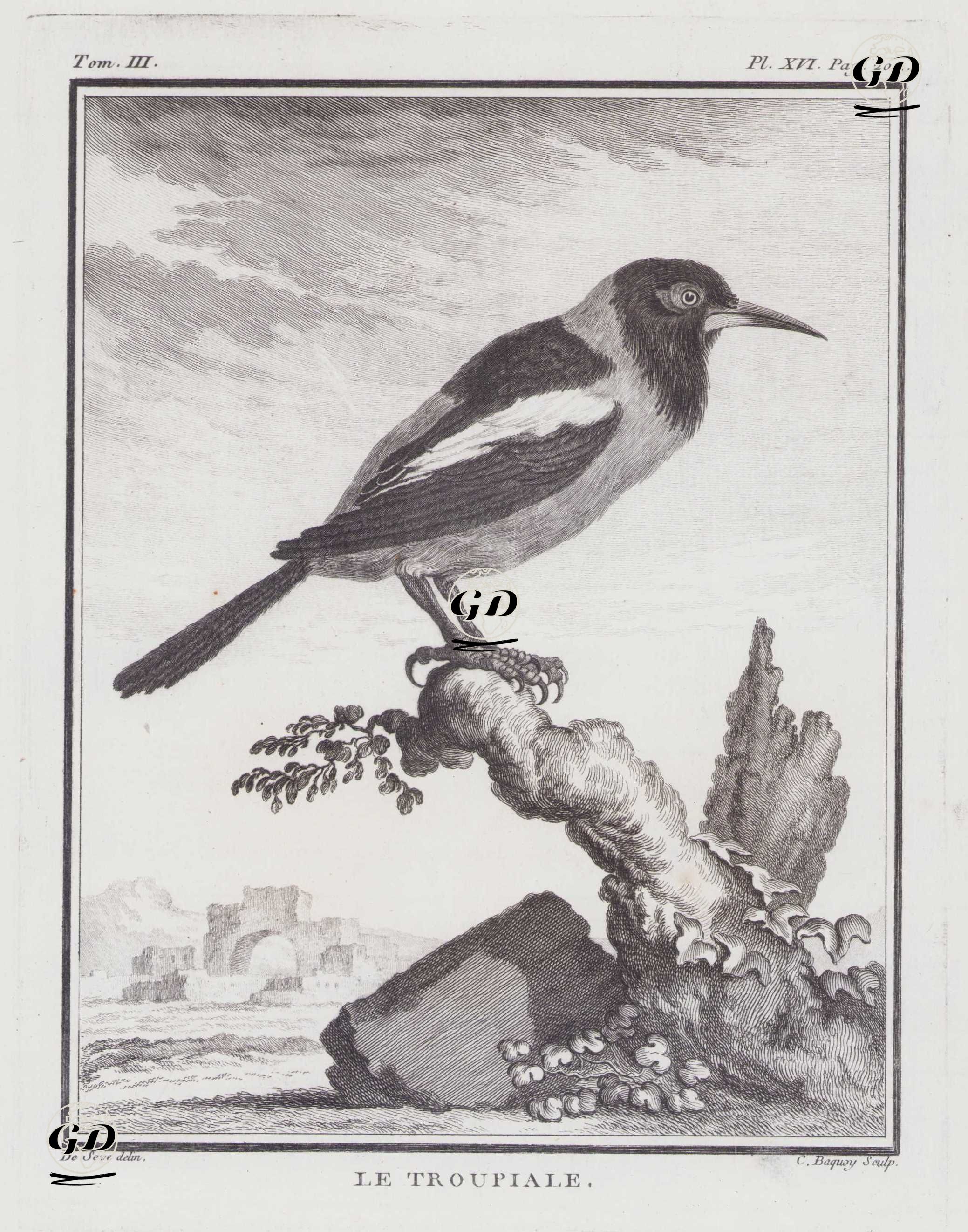 Venezüela Turpiyalı (Venezuela Ulusal Kuşu-İcterus icterus) (III.Cilt, XVI.Plate, Sayfa 204) - Jacques Eustache de Seve (active 1742-1788)-Georges Buffon (1707-1788) - 1775