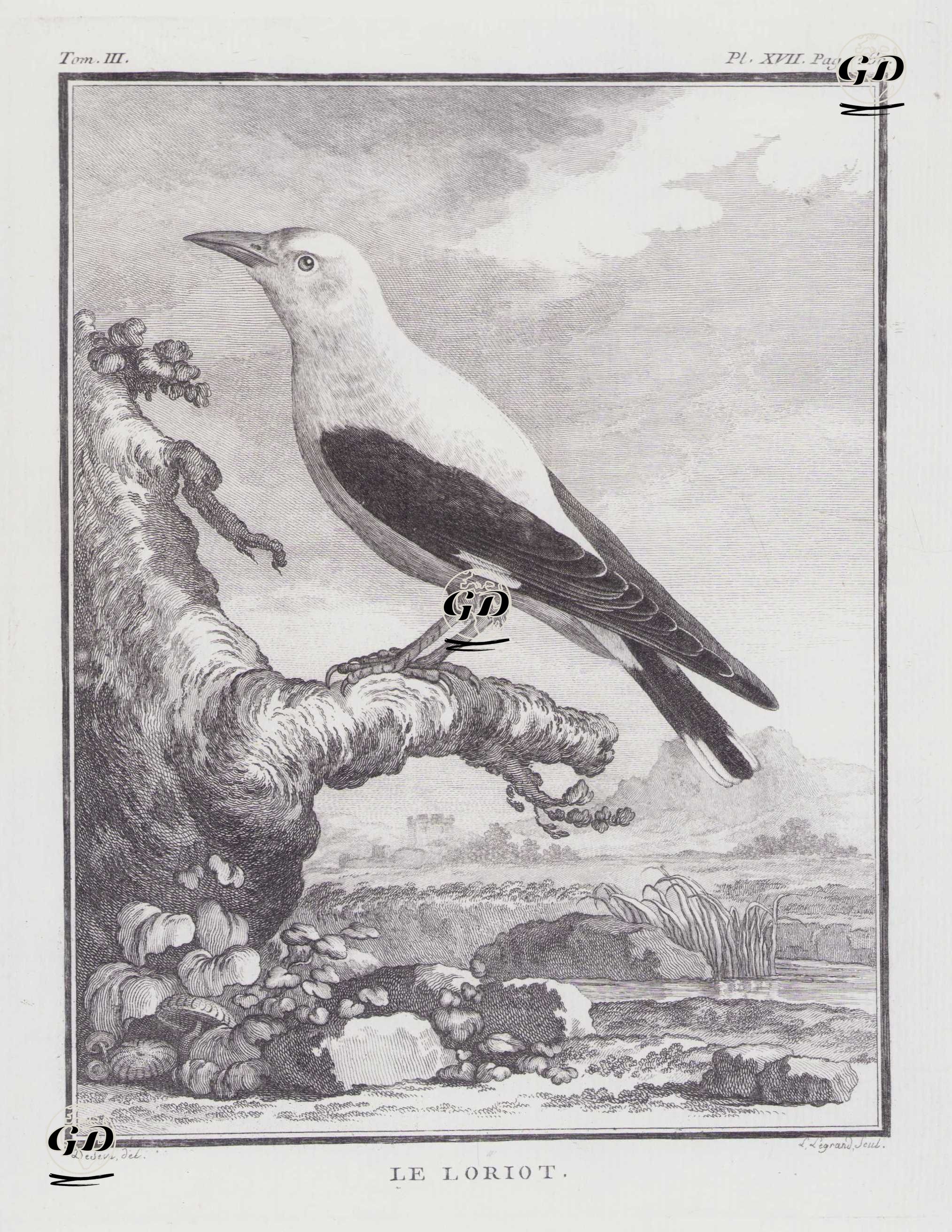 Le Loriot (Eurasian Golden Oriole-Oriolus Oriolus) (Tom.III. Plate XVII. Page 260) - Jacques Eustache de Seve (active 1742-1788)-Georges Buffon (1707-1788) - 1775