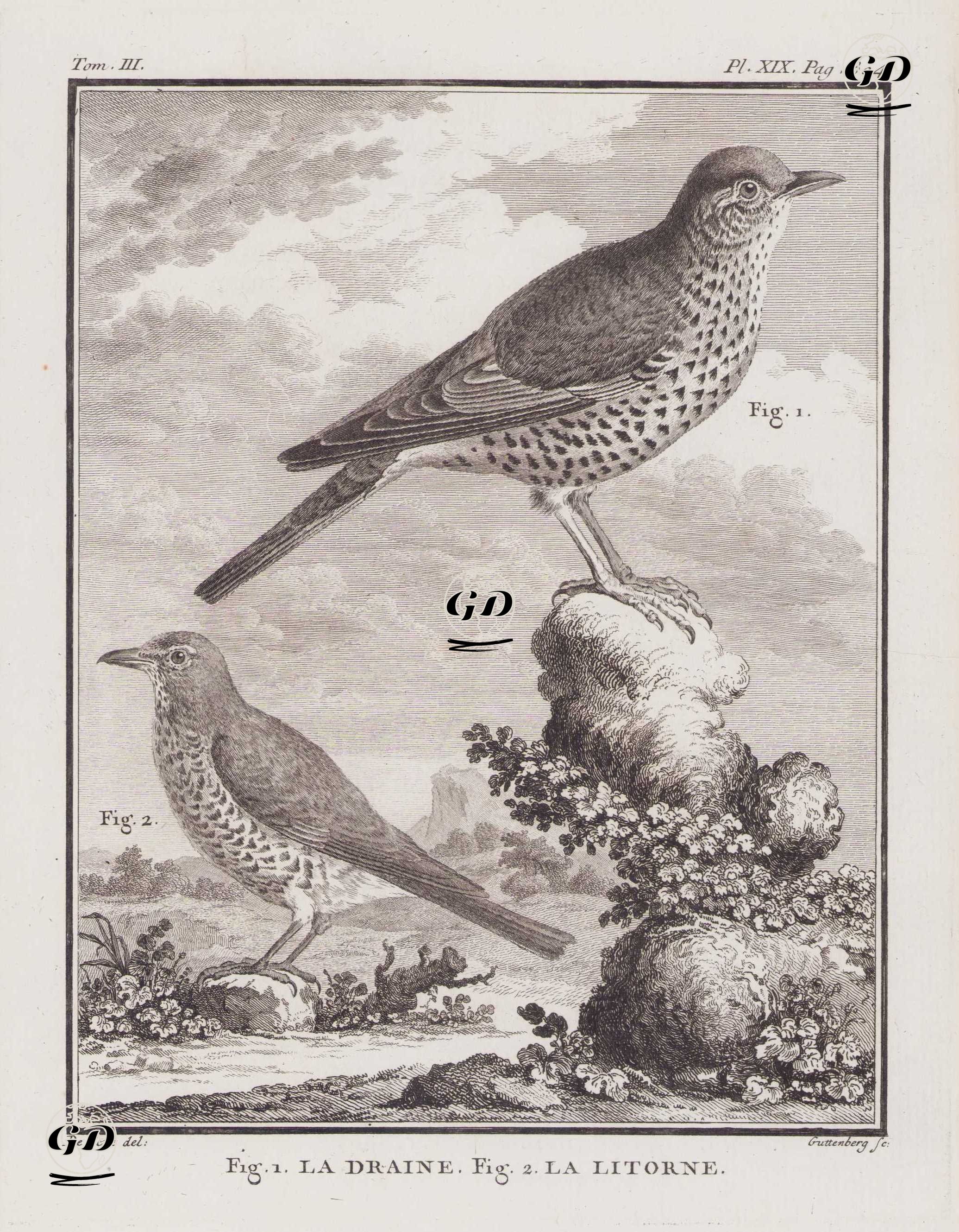 Ökse Ardıcı (Turdus Viscivorus) (Fig.1)-Tarla Ardıç Kuşu (Turdus Pilaris) (Fig.2) (III.Cilt, XIX.Plate, Sayfa 304) - Jacques Eustache de Seve (active 1742-1788)-Georges Buffon (1707-1788) - 1775