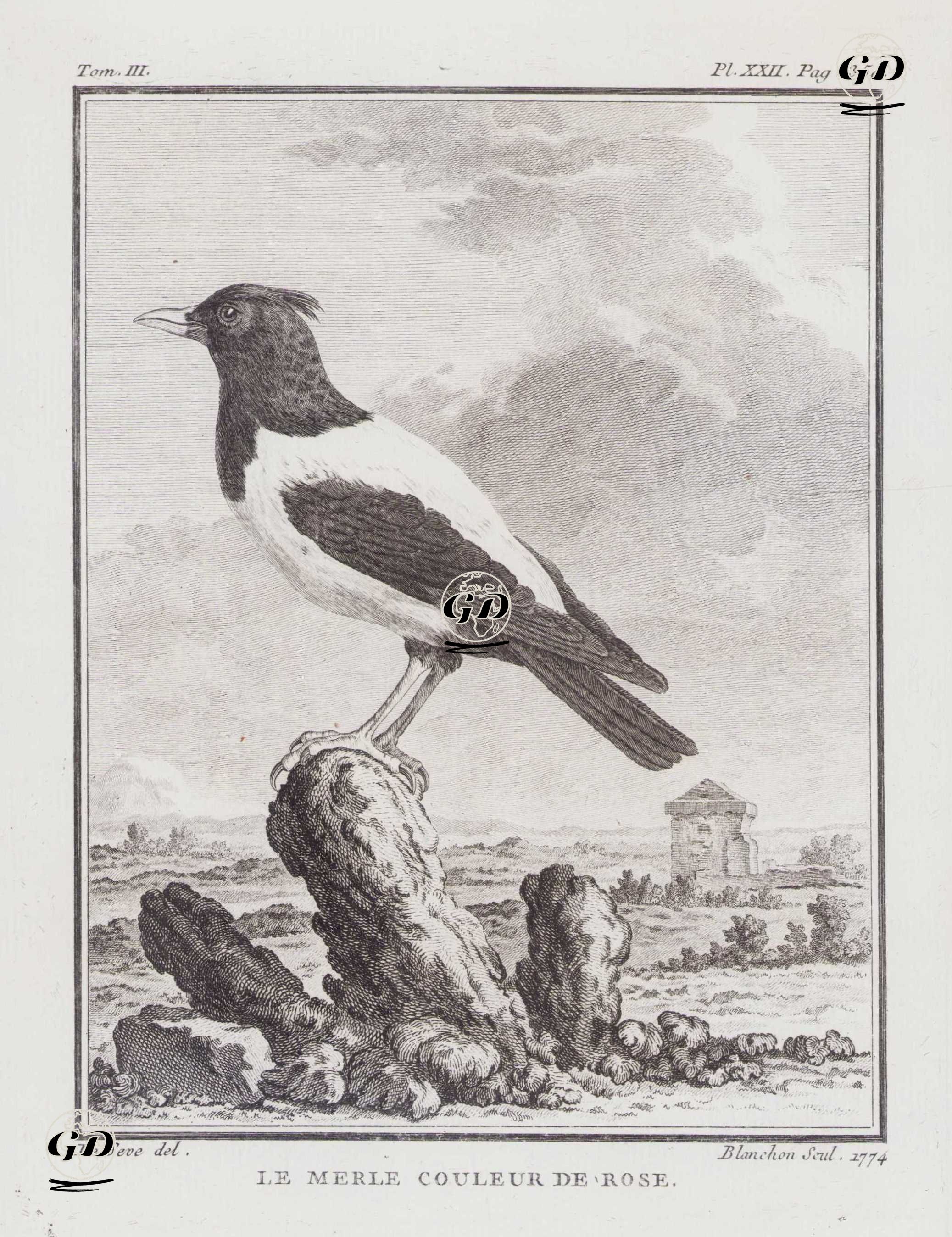 Le Merle Couleur De Rose (Rosy Starling-Pastor Roseus) (Tom.III. Plate XXII. Page 350)  - Jacques Eustache de Seve (active 1742-1788)-Georges Buffon (1707-1788) - 1774