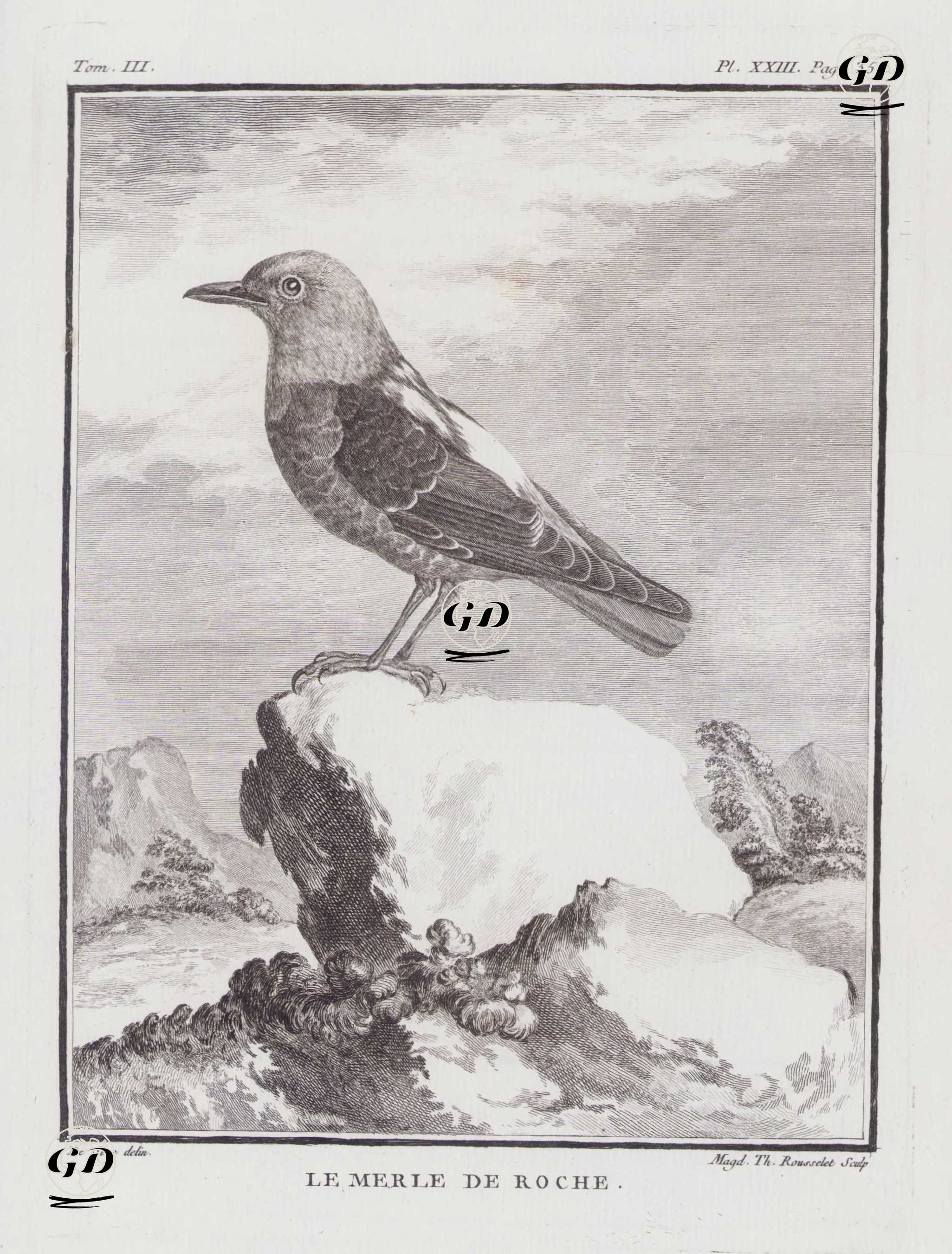 Taşkızılı (Kaya Ardıç Kuşu-Monticola Saxatilis) (III.Cilt, XXIII.Plate, Sayfa 354) - Jacques Eustache de Seve (active 1742-1788)-Georges Buffon (1707-1788) - 1775