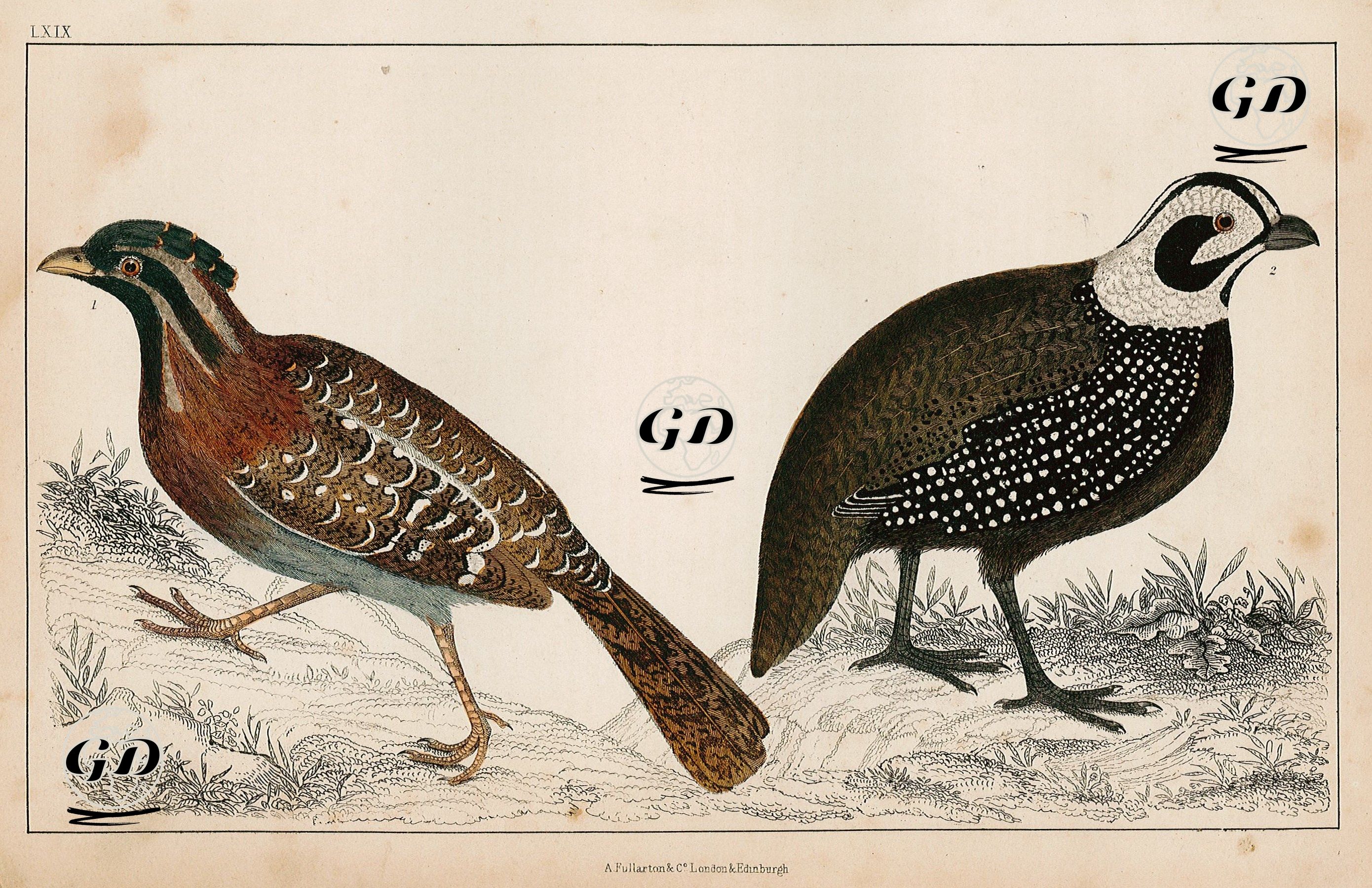 Long Tailed Quail And Montezuma's Quail -  - 1858