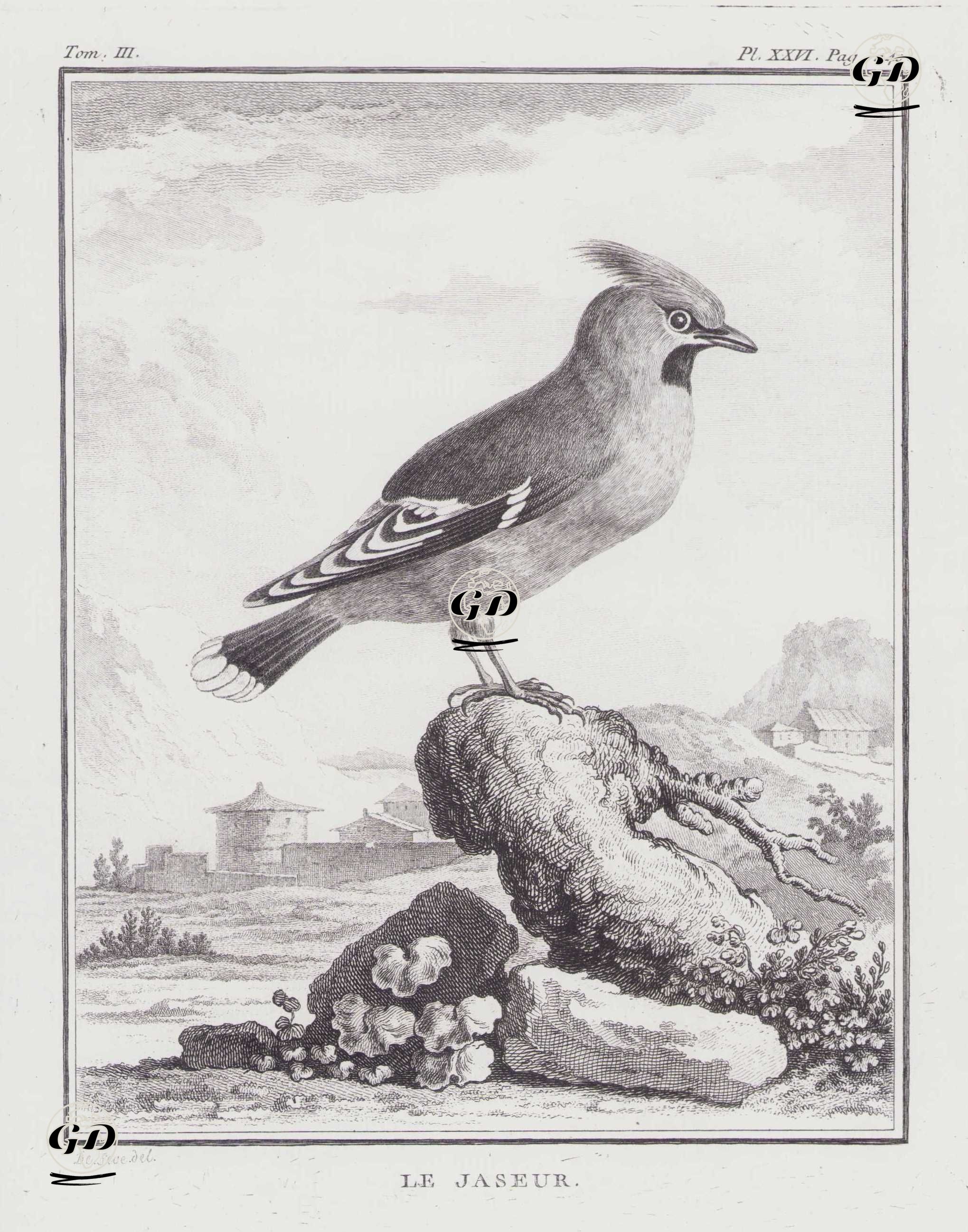 Sedir İpekkuyruğu (İpekkuyruk-Bombycilla Cedrorum) (III.Cilt, XXVI.Plate, Sayfa 440) - Jacques Eustache de Seve (active 1742-1788)-Georges Buffon (1707-1788) - 1775