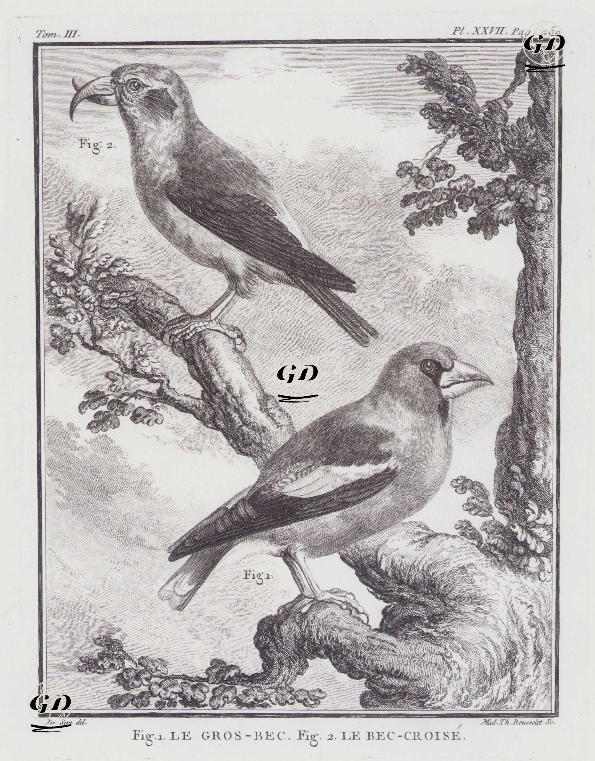 Kocabaş (Coccothraustes Coccothraustes) (Fig.1)-Kırmızı Çaprazgaga (Loxia Curvirostra) (Fig.2) (III.Cilt, XXVII.Plate, Sayfa 454) - Jacques Eustache de Seve (active 1742-1788)-Georges Buffon (1707-1788) - 1775