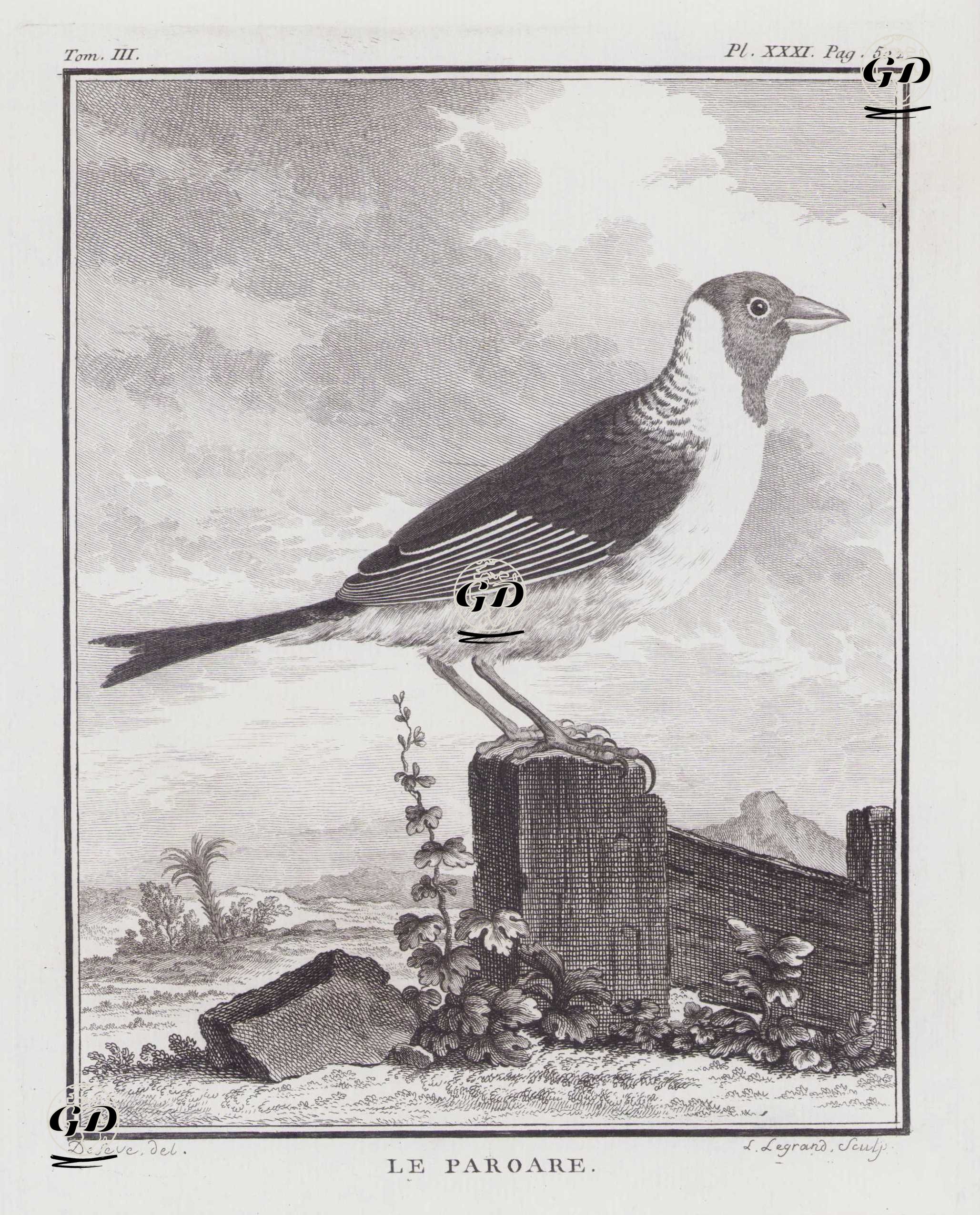 Kırmızı Başlı Kardinal (Paroaria Gularis) (III.Cilt, XXXI.Plate, Sayfa 502) - Jacques Eustache de Seve (active 1742-1788)-Georges Buffon (1707-1788) - 1775