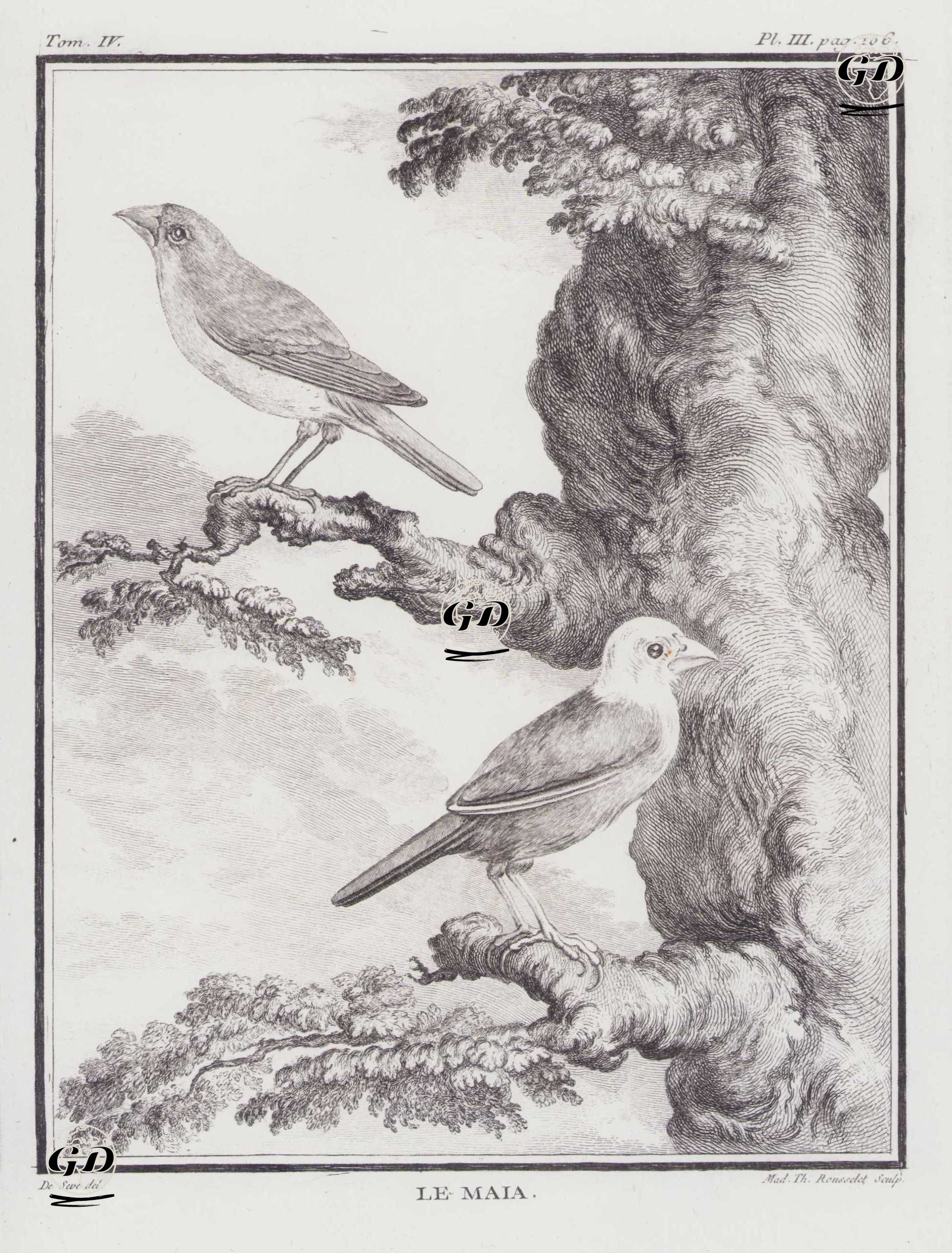 Le Maia (Finch Species) (Tom.IV. Plate III. Page 106)  - Jacques Eustache de Seve (active 1742-1788)-Georges Buffon (1707-1788) - 1778