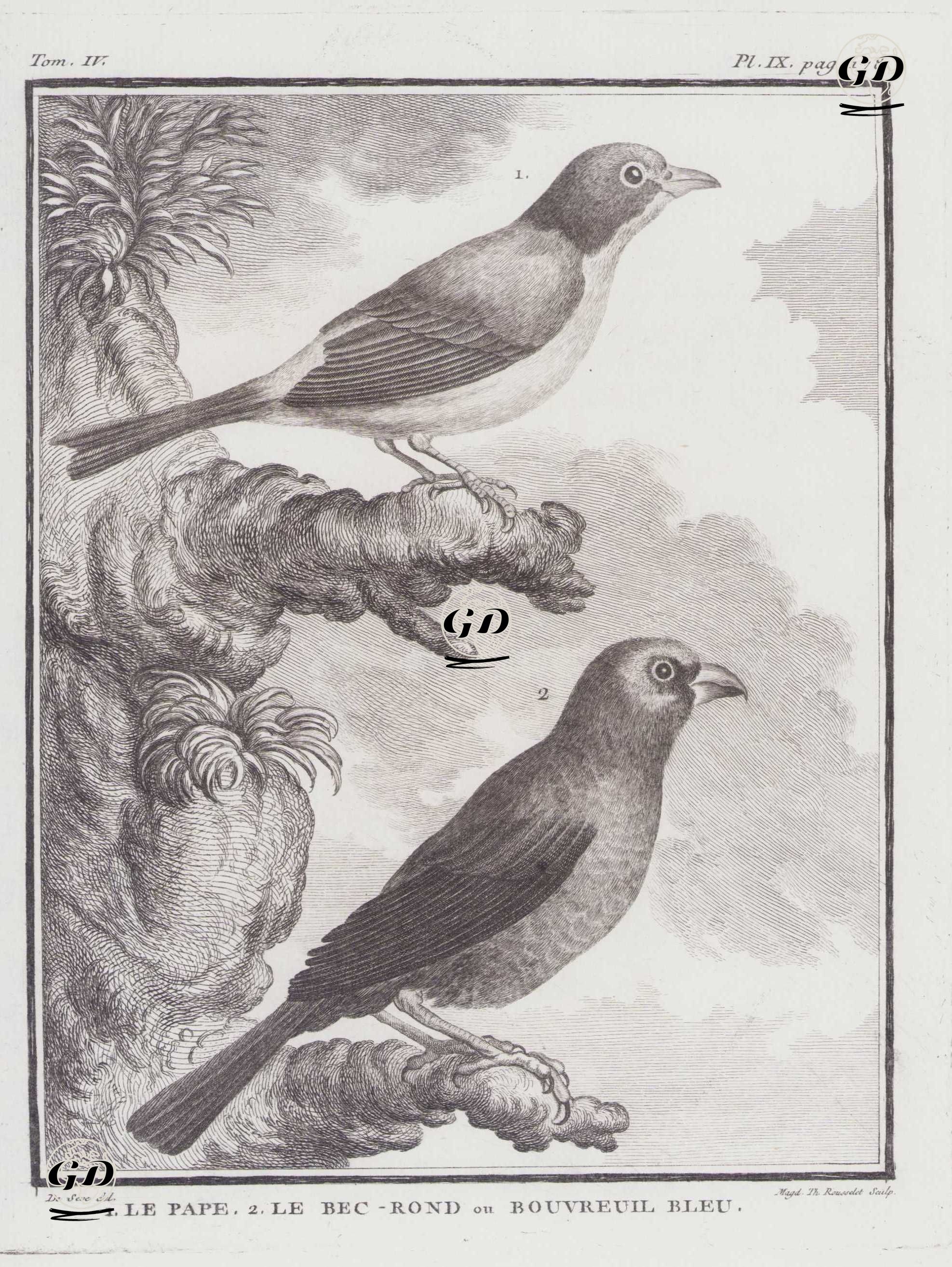 1.Şakrak Kusu (Pyrrhula Pyrrhula) 2.Çivit Kiraz Kuşu (Çivit Çintesi-Passerina Cyane) (IV.Cilt, IX.Plate, Sayfa 178) - Jacques Eustache de Seve (active 1742-1788)-Georges Buffon (1707-1788) - 1778