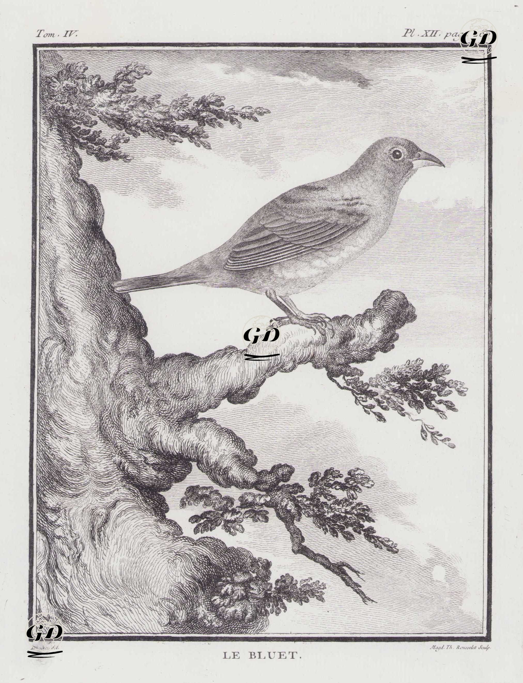 Gökçe Tangara (Thraupis Episcopus) (IV.Cilt, XII.Plate, Sayfa 266) - Jacques Eustache de Seve (active 1742-1788)-Georges Buffon (1707-1788) - 1778