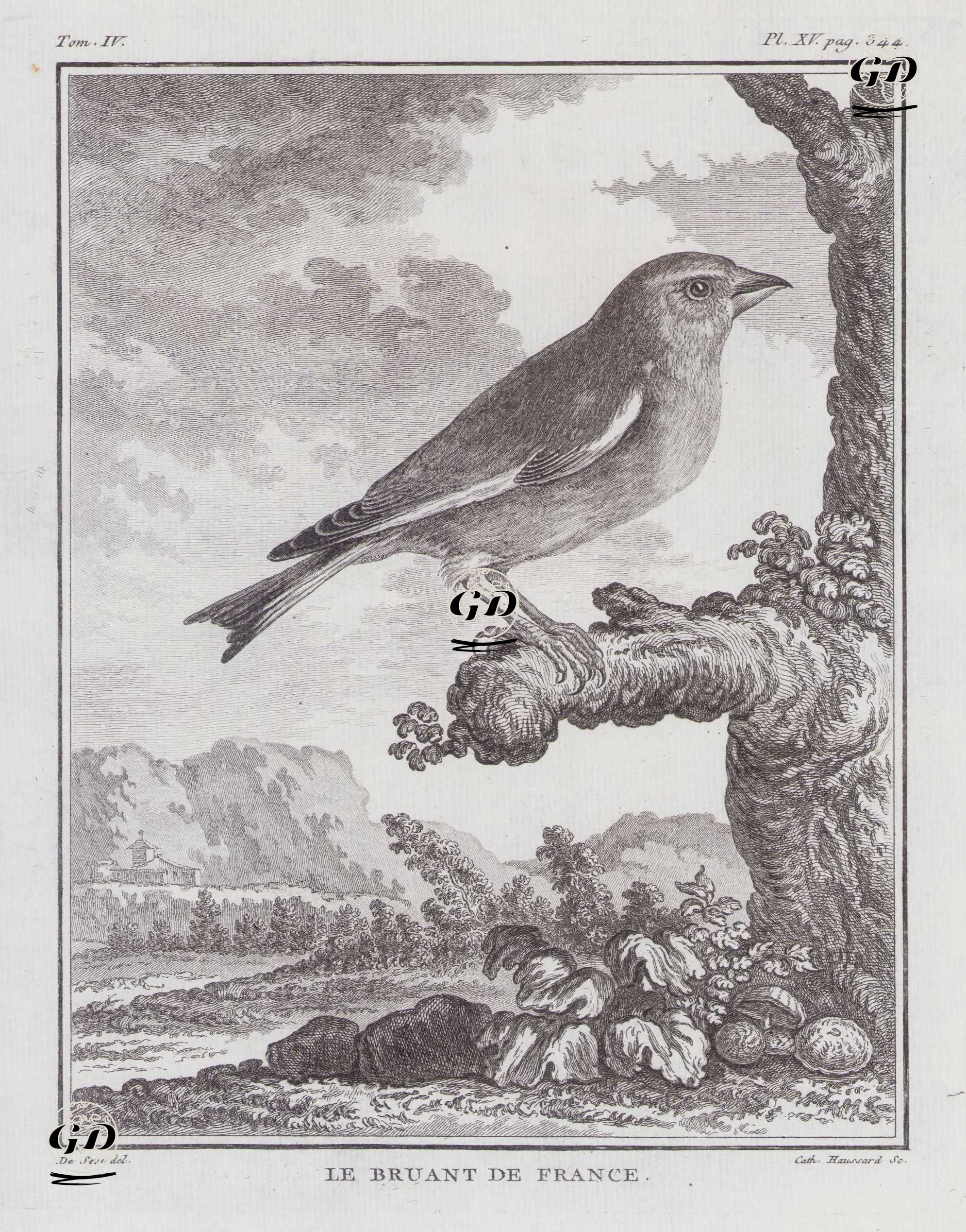 Tarla Kiraz Kuşu (Emberiza Calandra) (IV.Cilt, XV.Plate, Sayfa 344) - Jacques Eustache de Seve (active 1742-1788)-Georges Buffon (1707-1788) - 1778