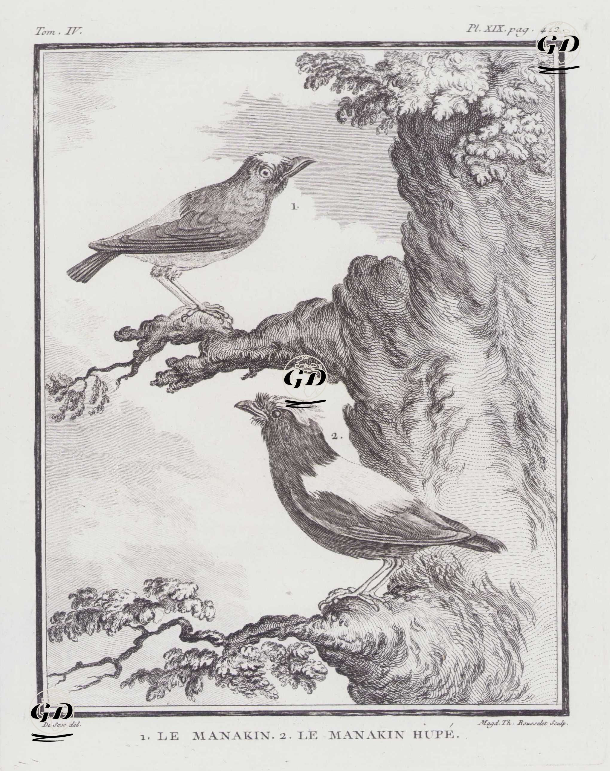 1.Le Manakin 2.Le Manakin Hupe (1.Manakin 2.Headed Manakin) (Tom.IV. Plate XIX. Page 412)  - Jacques Eustache de Seve (active 1742-1788)-Georges Buffon (1707-1788) - 1778