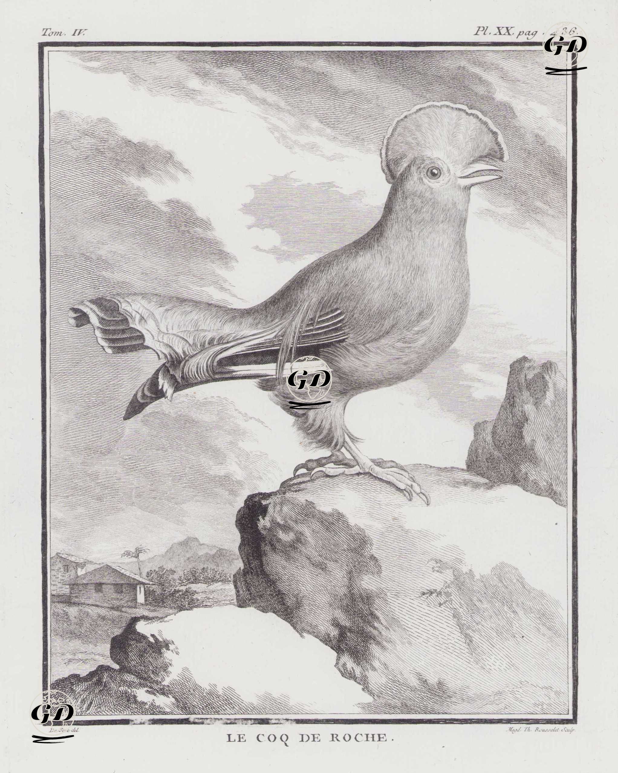 Guyana Horoz Kotingası (Guyana Kaya Tavuğu-Rupicola Rupicola) (IV.Cilt, XX.Plate, Sayfa 436) - Jacques Eustache de Seve (active 1742-1788)-Georges Buffon (1707-1788) - 1778