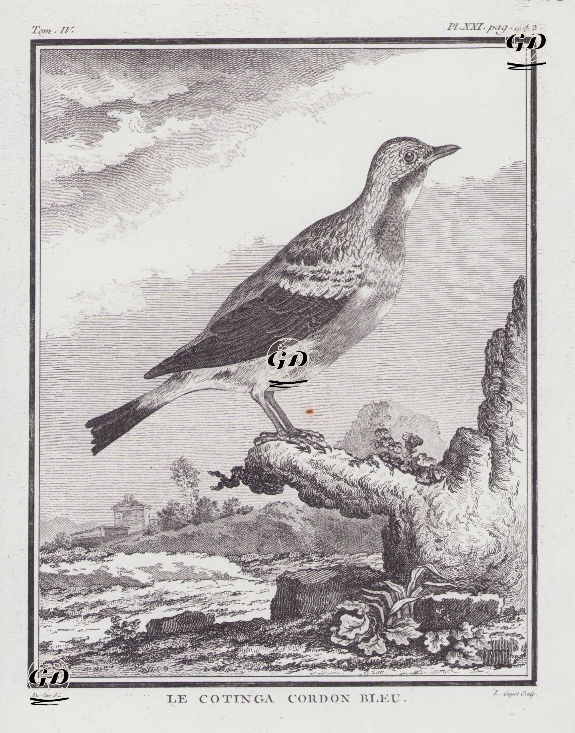 Le Cotinga Cordon Bleu (The Blue Cotinga-Cotinga Nattererii) (Tom.IV. Plate XXI. Page 442)  - Jacques Eustache de Seve (active 1742-1788)-Georges Buffon (1707-1788) - 1778
