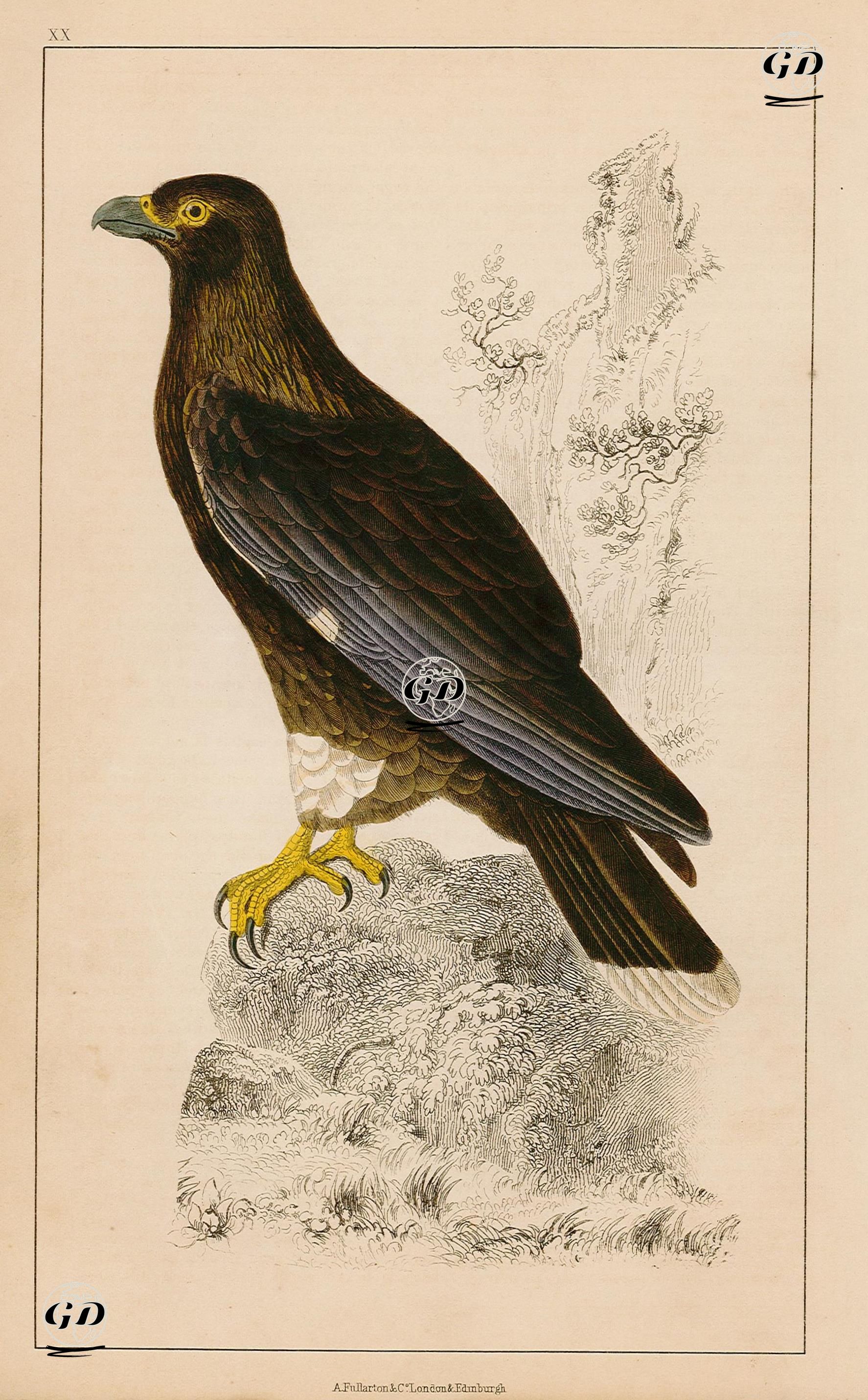 Yeni Zelanda Şahini -  - 1858