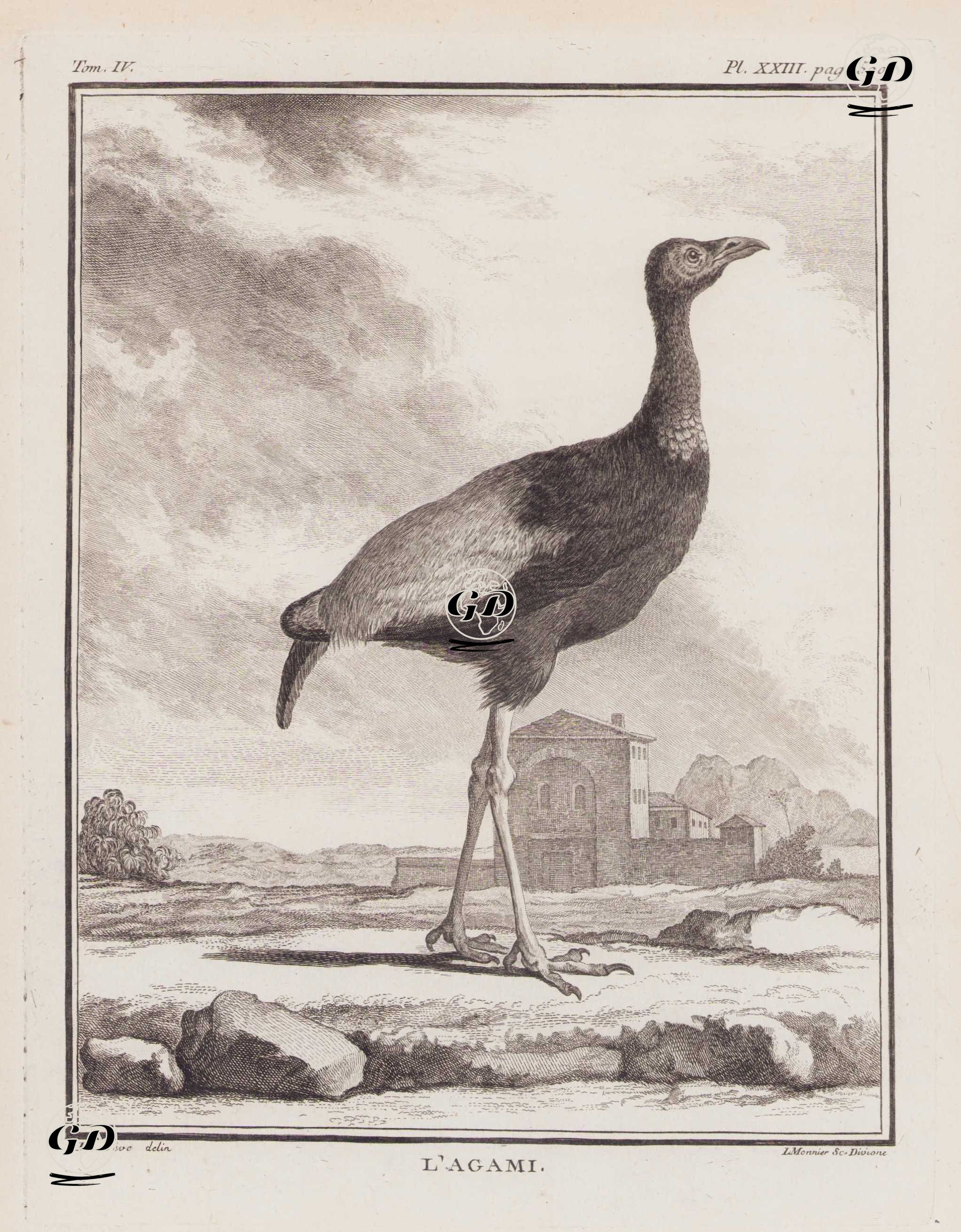 L'Agami (Grey Winged Trumpeter-Psophia Crepitans) (Tom.IV. Plate XXIII. Page 500) - Jacques Eustache de Seve (active 1742-1788)-Georges Buffon (1707-1788) - 1778