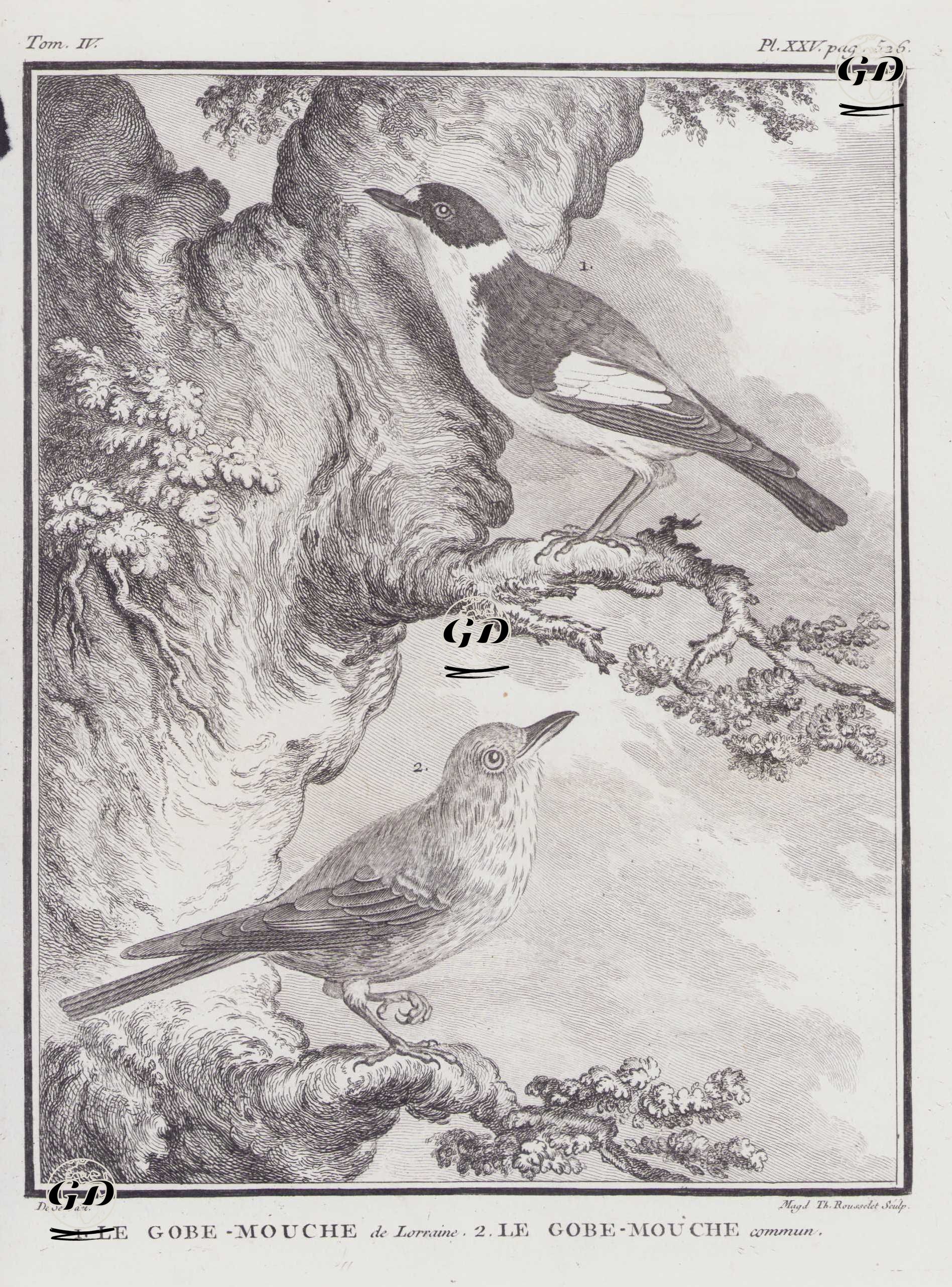1.Halkalı Sinekkapan (Ficedula Albicollis) 2.Benekli Sinekkapan (Muscicapa Striata) (IV.Cilt, XXV.Plate, Sayfa 506) - Jacques Eustache de Seve (active 1742-1788)-Georges Buffon (1707-1788) - 1778