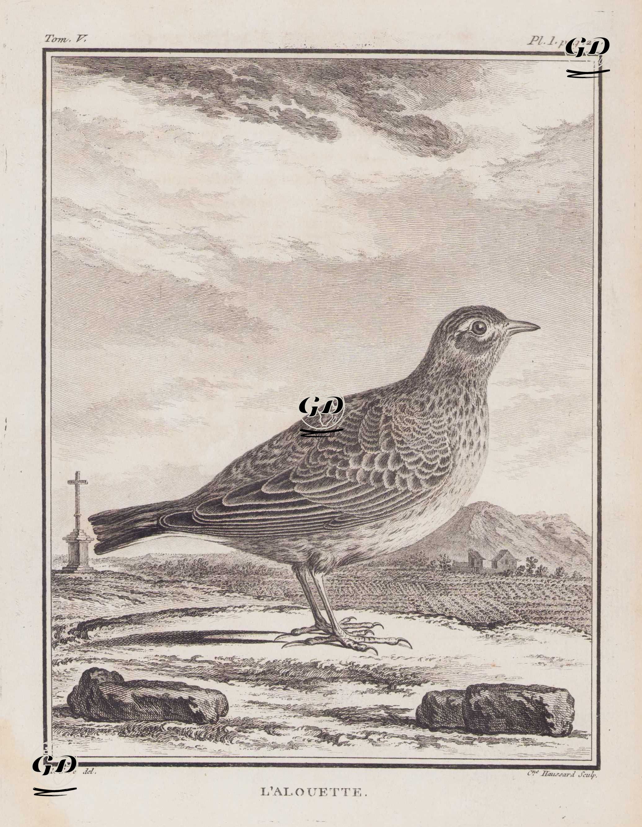 Tarlakuşu (Toygar-Alauda Arvensis) (V.Cilt, I.Plate, Sayfa 20) - Jacques Eustache de Seve (active 1742-1788)-Georges Buffon (1707-1788) - 1778