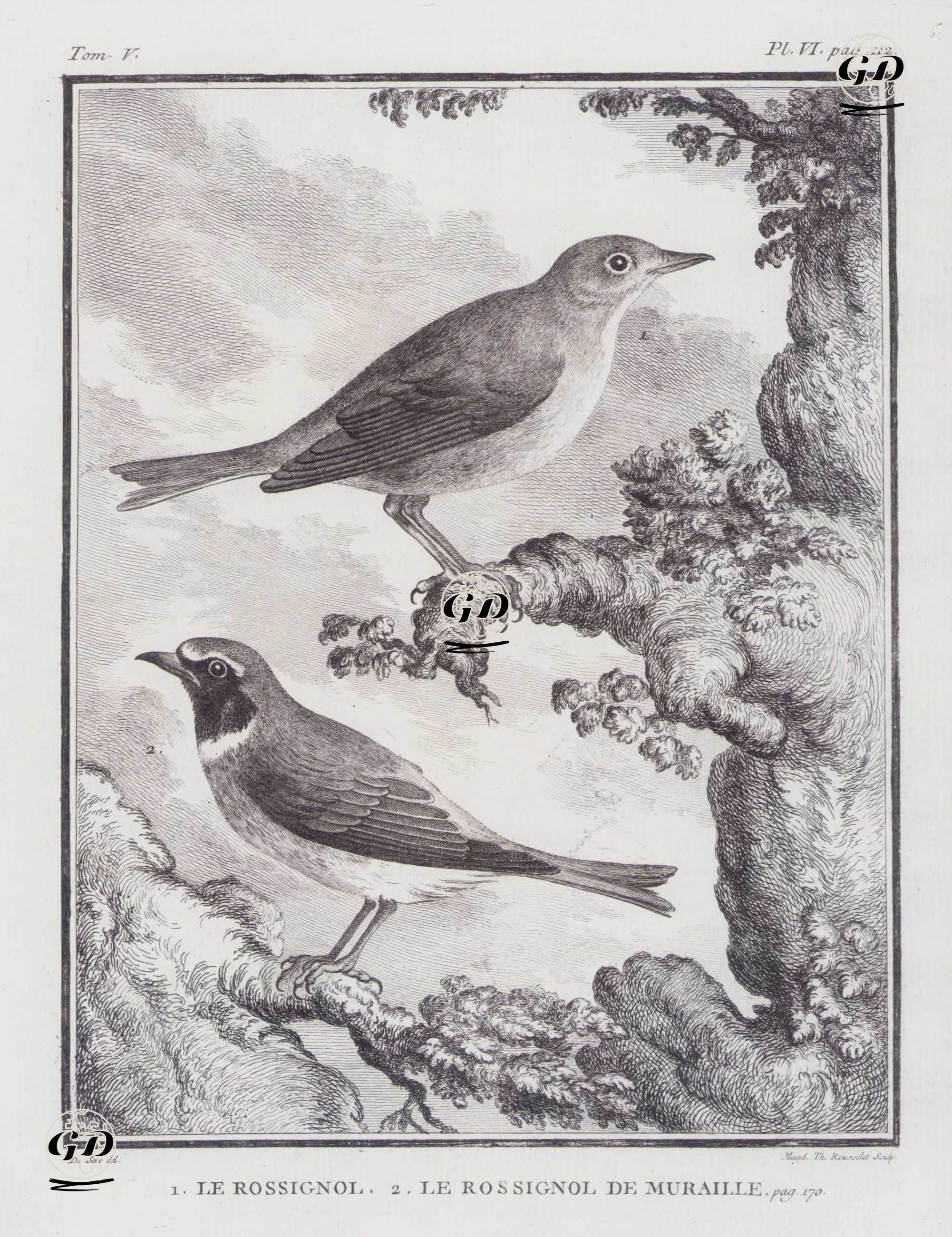 1.Bülbül (Luscinia Megarhynchos) 2.Kara Kızılkuyruk (Phoenicurus Ochruros) (V.Cilt, VI.Plate, Sayfa 112) - Jacques Eustache de Seve (active 1742-1788)-Georges Buffon (1707-1788) - 1778
