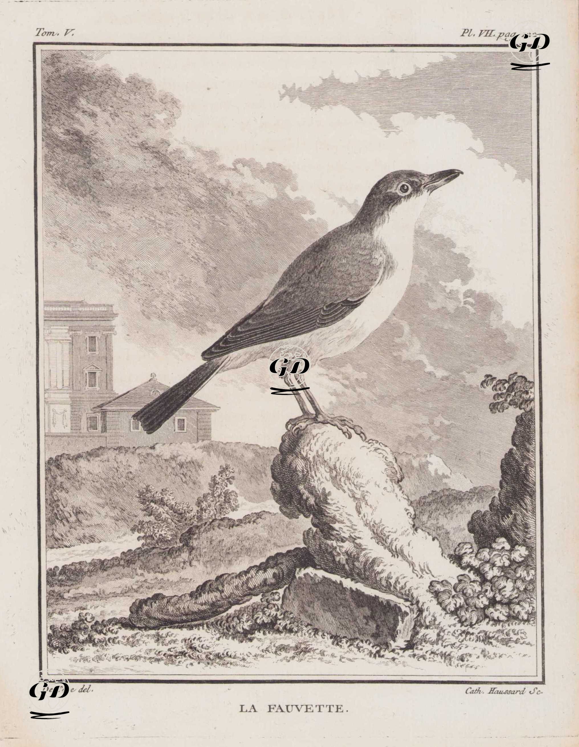 Boz Ötleğen (Bahçe Öteğeni, Bahçe Bülbülü-Sylvia Borin) (V.Cilt, VII.Plate, Sayfa 122) - Jacques Eustache de Seve (active 1742-1788)-Georges Buffon (1707-1788) - 1778