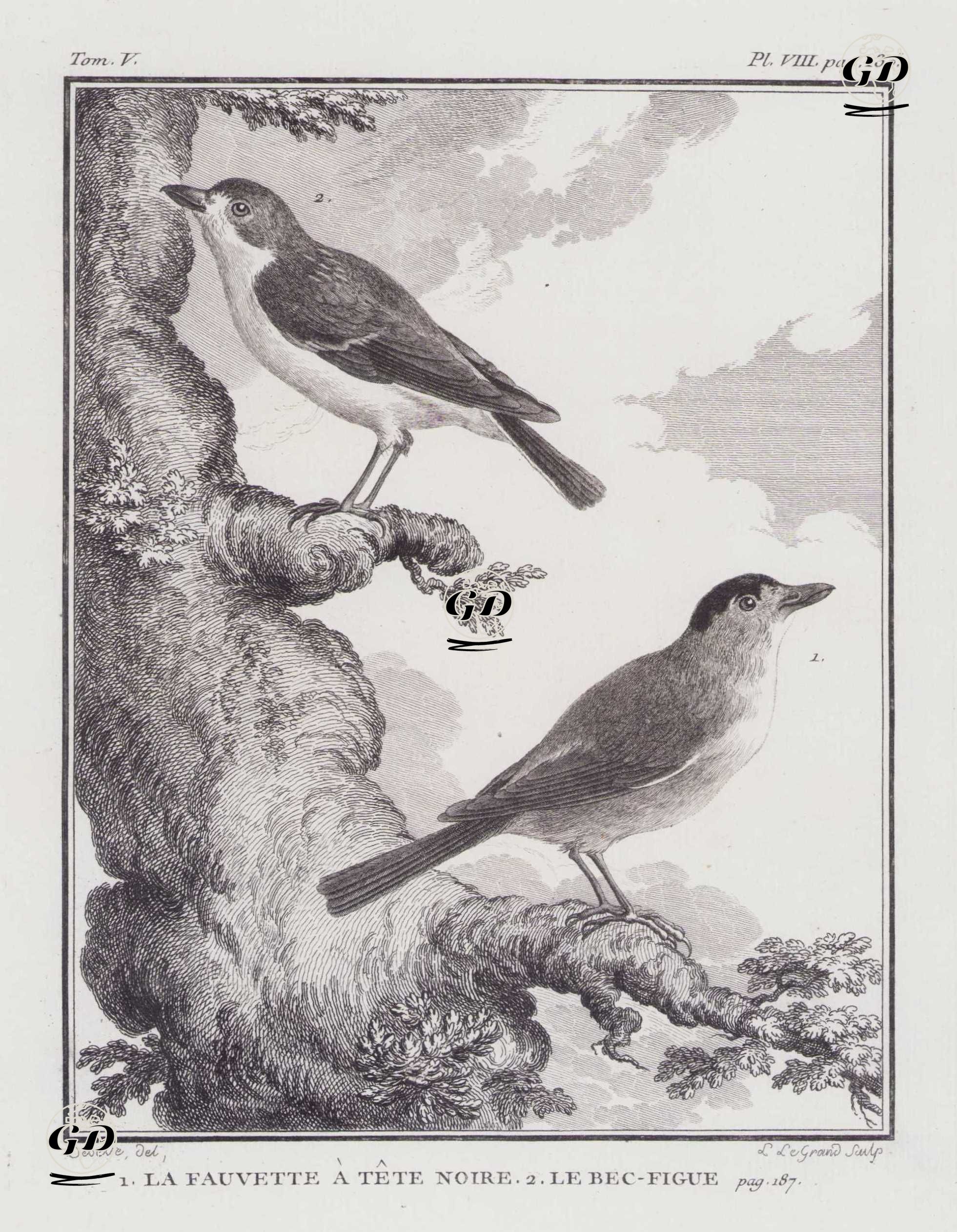 1.Kara Başlı Ötleğen (Kara-başlı Yalı Bülbülü-Sylvia Atricapilla) 2.Prinsipe Gözlükçüsü (Zosterops Ficedulinus) (V.Cilt, VIII.Plate, Sayfa 130) - Jacques Eustache de Seve (active 1742-1788)-Georges Buffon (1707-1788) - 1778