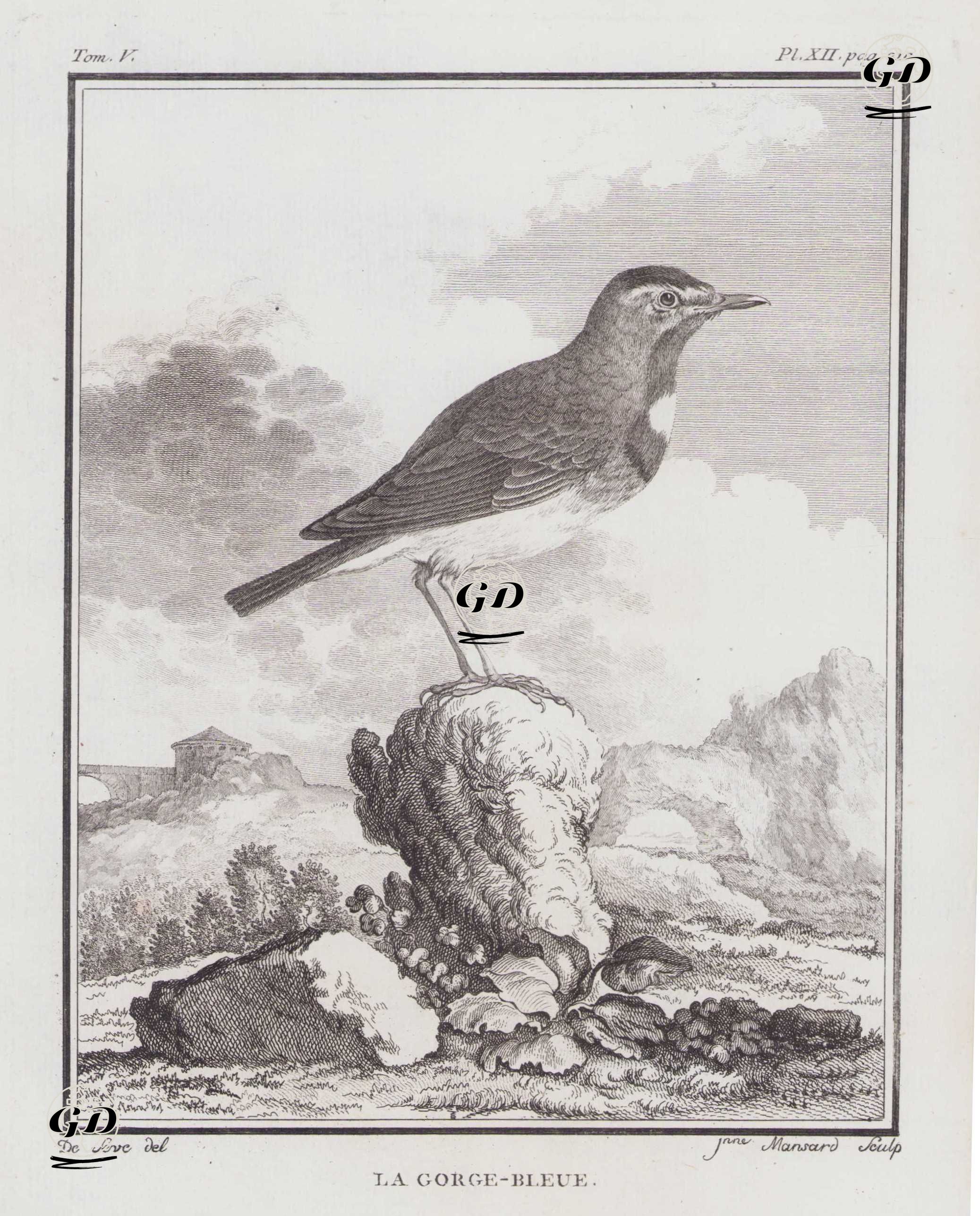 Mavigerdan (Luscinia Svecica) (V.Cilt, XII.Plate, Sayfa 210) - Jacques Eustache de Seve (active 1742-1788)-Georges Buffon (1707-1788) - 1778