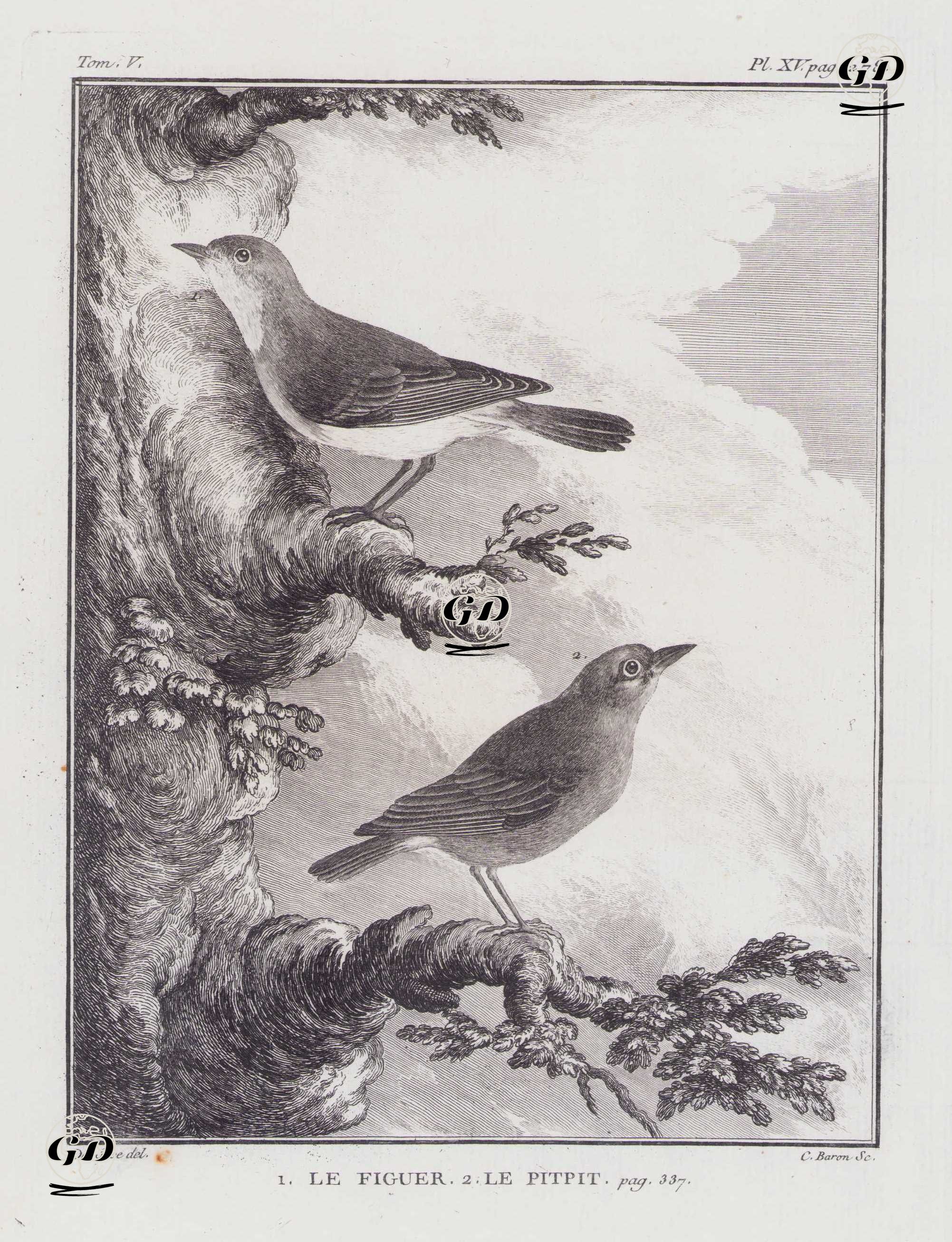 1.İora (Yaprak Kuşu-Aegithina Tiphia) 2.İncir Kuşu (V.Cilt, XV.Plate, Sayfa 278) - Jacques Eustache de Seve (active 1742-1788)-Georges Buffon (1707-1788) - 1778