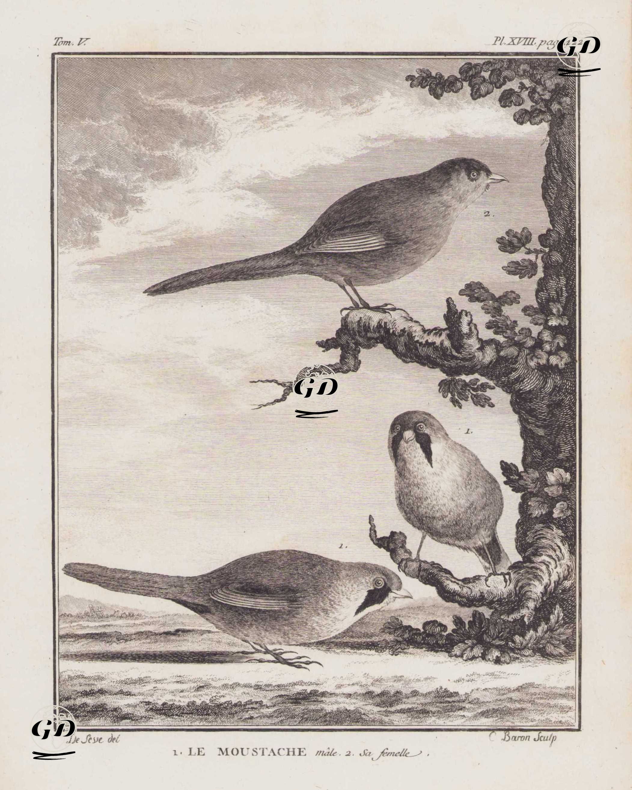 1.Bıyıklı Baştankara (Erkek) (Panurus Biarmicus) 2.Bıyıklı Baştankara (Disi)(Panurus Biarmicus) (V.Cilt, XVIII.Plate, Sayfa 422) - Jacques Eustache de Seve (active 1742-1788)-Georges Buffon (1707-1788) - 1778