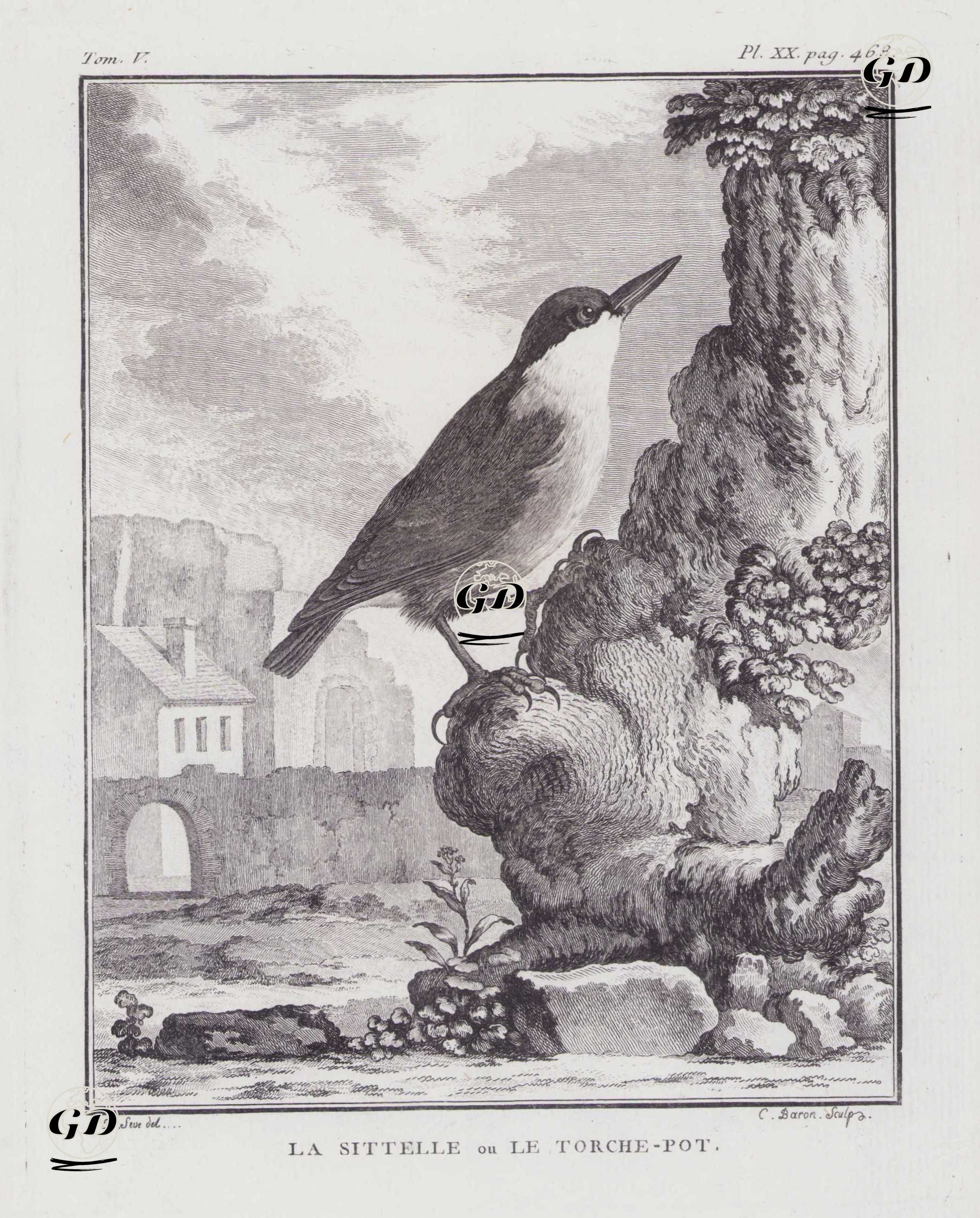 Sıvacı Kuşu (Sitta Europaea) (V.Cilt, XX.Plate, Sayfa 468) - Jacques Eustache de Seve (active 1742-1788)-Georges Buffon (1707-1788) - 1778