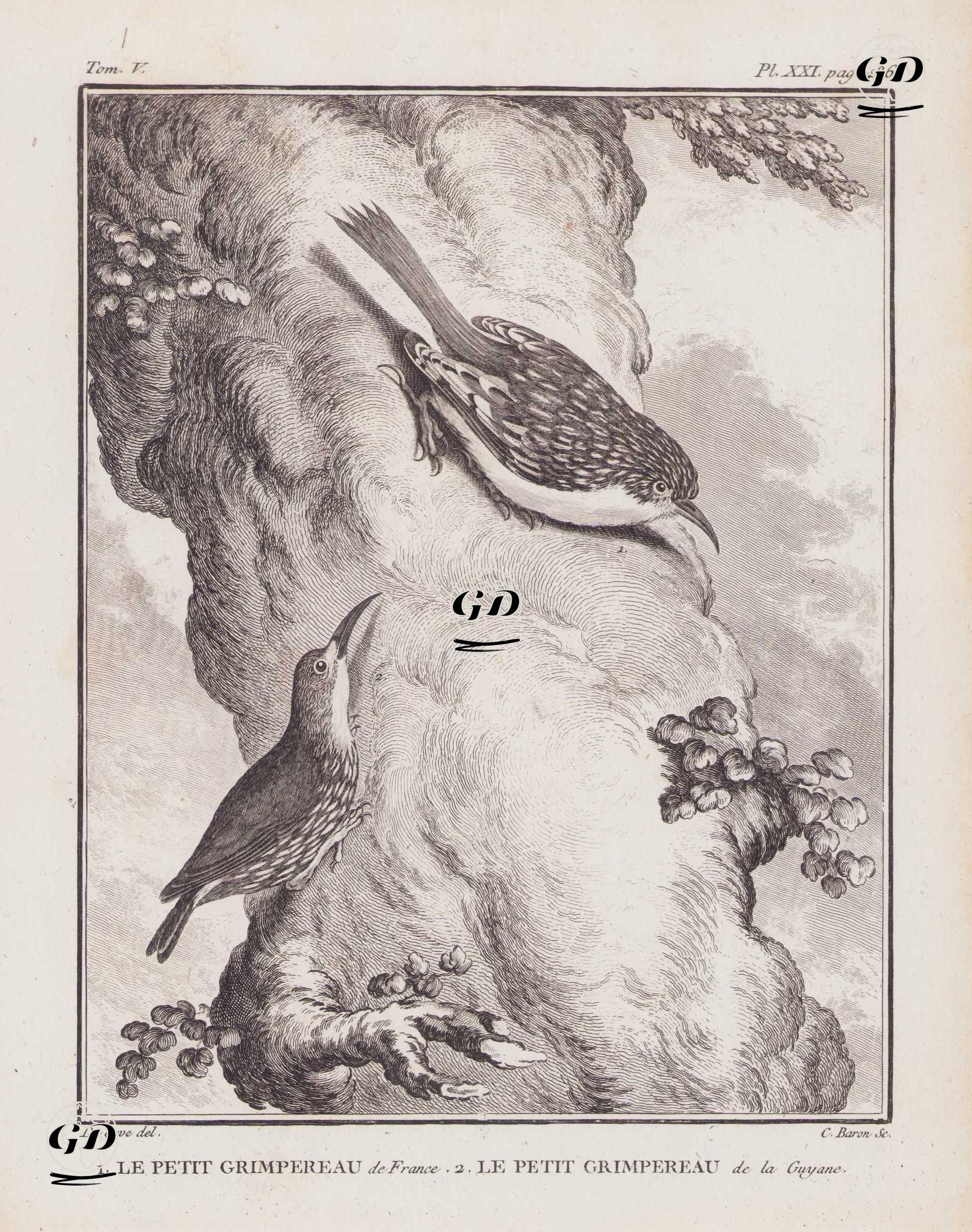 1.Orman Tırmaşıkkuşu (Certhia Familiaris) 2.Guyana Tırmaşıkkuşu (V.Cilt,  XXI.Plate, Sayfa 486) - Jacques Eustache de Seve (active 1742-1788)-Georges Buffon (1707-1788) - 1778