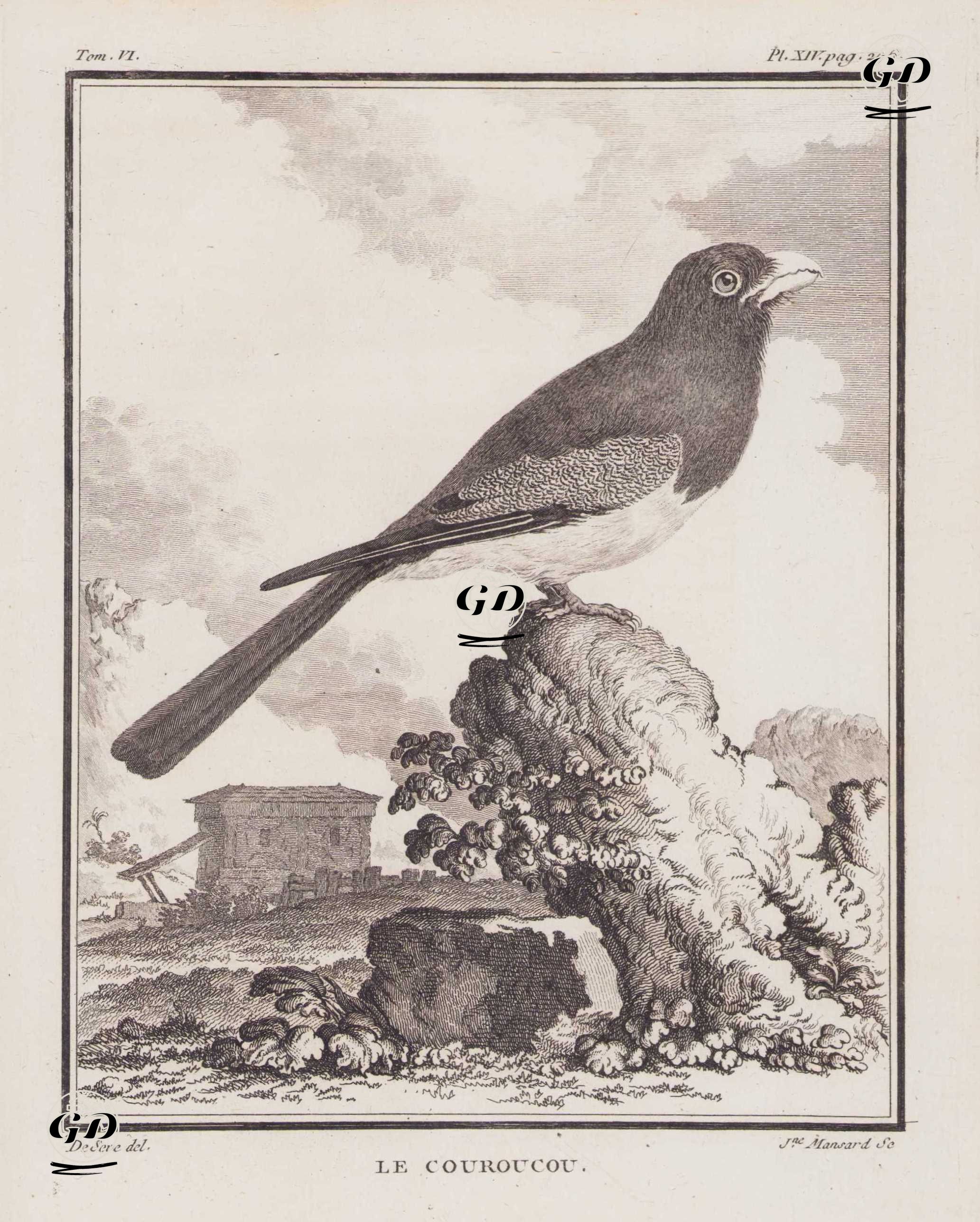 Kurukui Trogonu (Mavi Taçlı Trogon-Trogon Curucui) (VI.Cilt, XIV.Plate, Sayfa 296) - Jacques Eustache de Seve (active 1742-1788)-Georges Buffon (1707-1788) - 1779