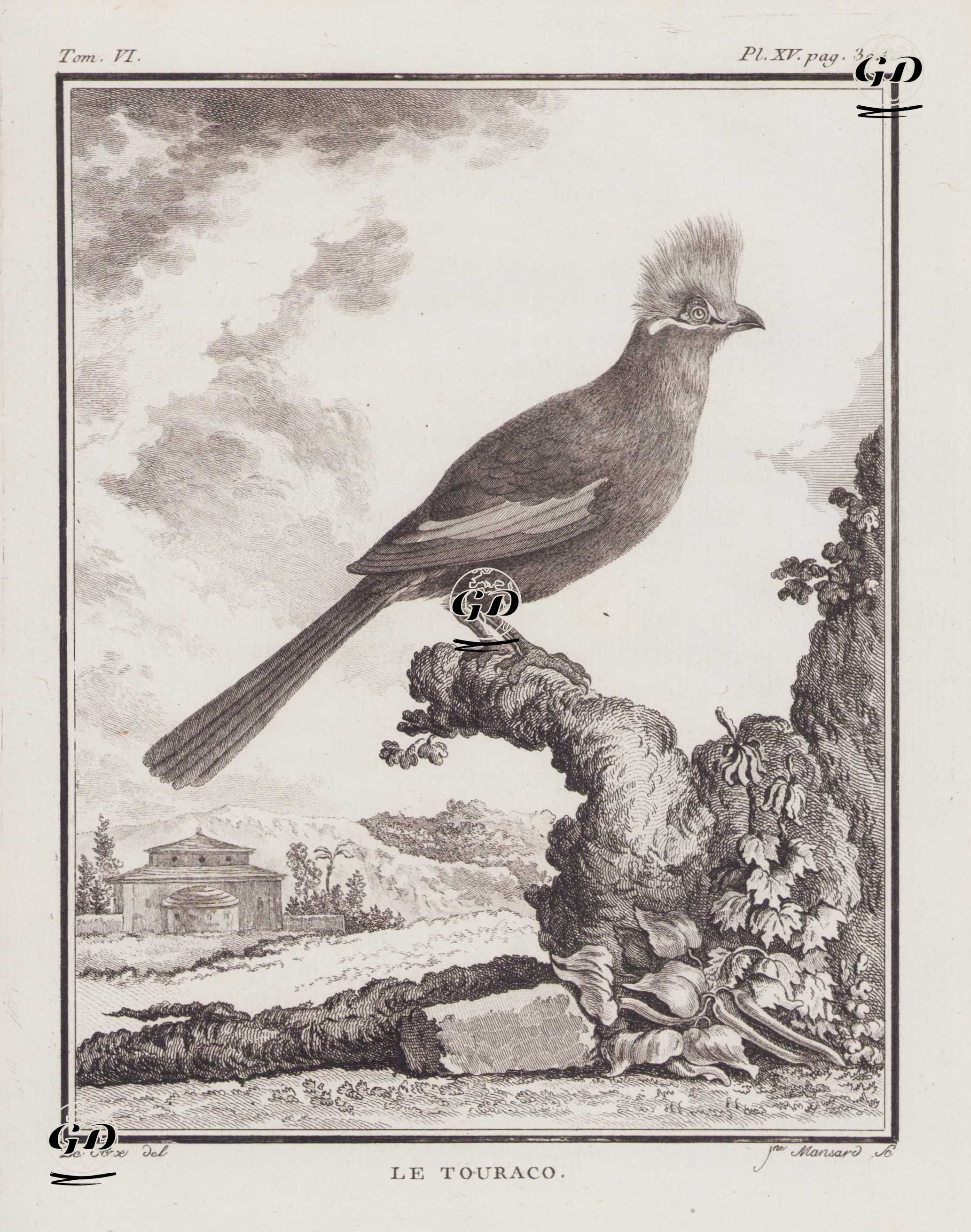 Turako Kuşu (VI.Cilt, XV.Plate, Sayfa 304) - Jacques Eustache de Seve (active 1742-1788)-Georges Buffon (1707-1788) - 1779