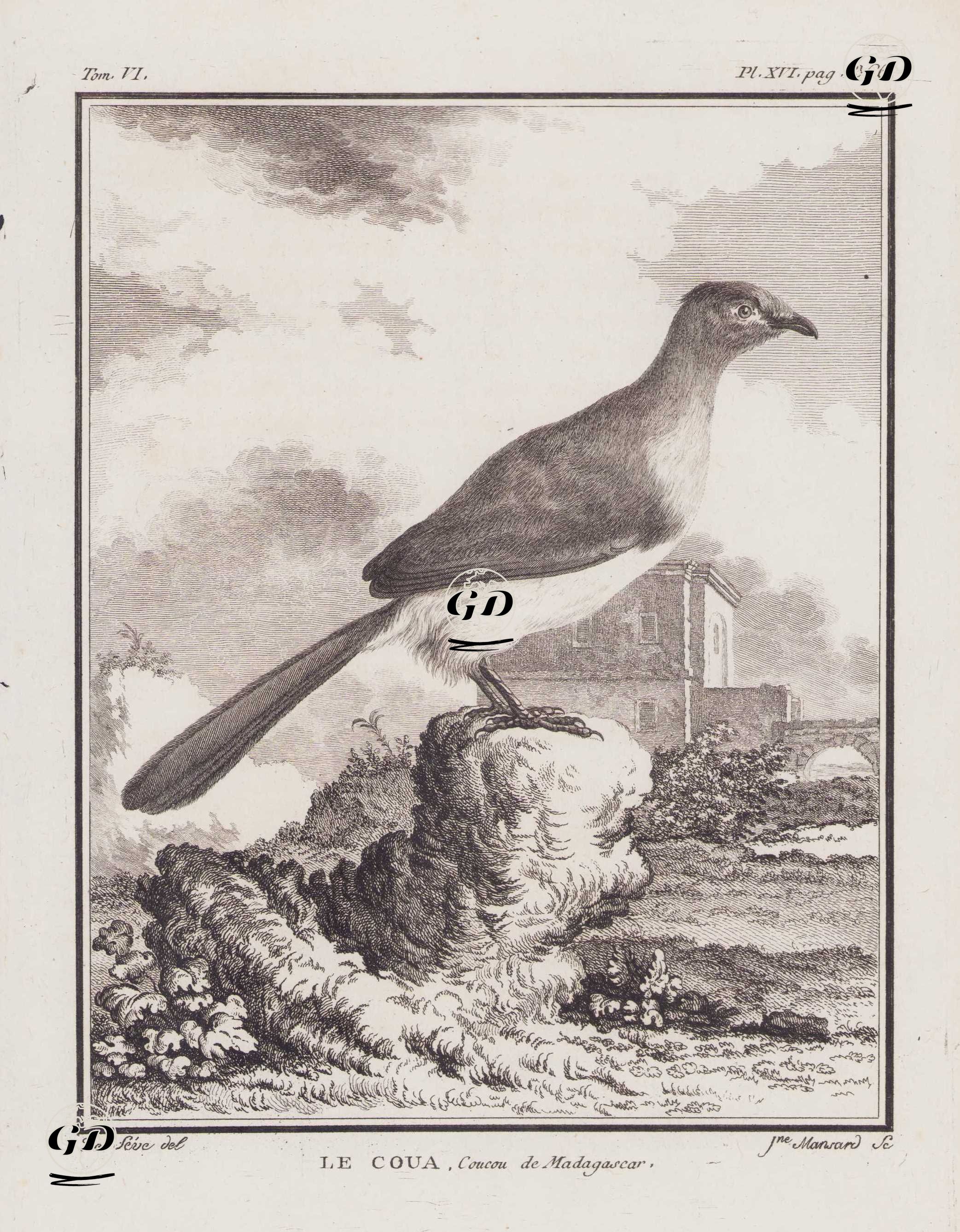 Büyük Kua Kusu (Coua Gigas) (VI.Cilt, XVI.Plate, Sayfa 366) - Jacques Eustache de Seve (active 1742-1788)-Georges Buffon (1707-1788) - 1779