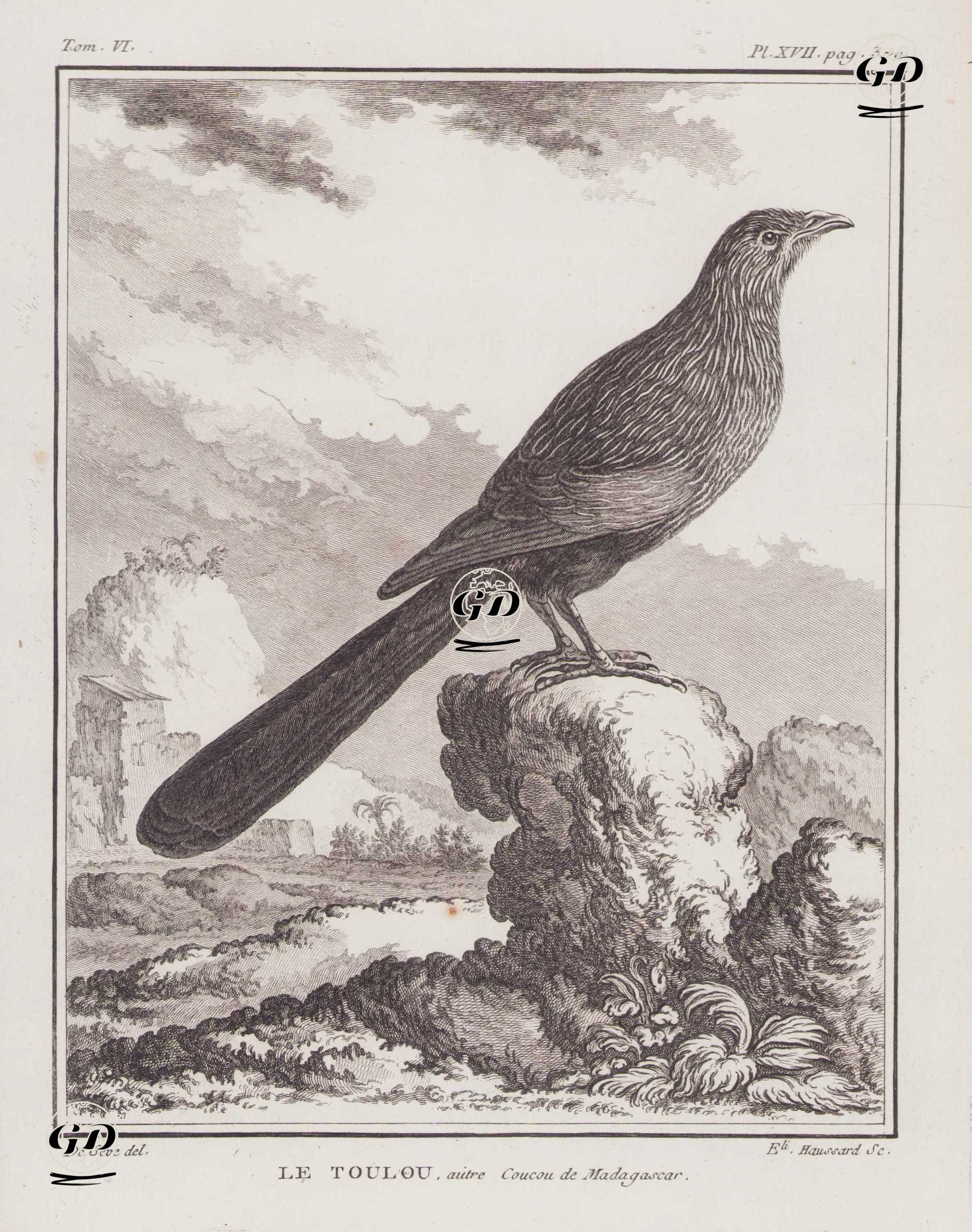 Le Toulou, Autre Coucou de Madagascar (Malagasy Coucal or Madagascar Coucal-Centropus Toulou) (Tom.VI. Plate XVII. Page 370)  - Jacques Eustache de Seve (active 1742-1788)-Georges Buffon (1707-1788) - 1779