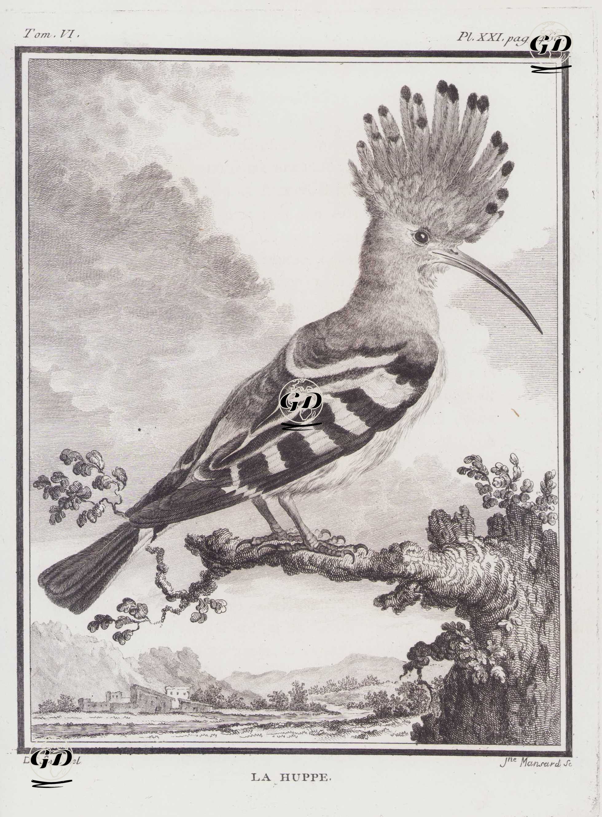 İbibik (Upupa Epops) (VI.Cilt, XXI.Plate, Sayfa 460) - Jacques Eustache de Seve (active 1742-1788)-Georges Buffon (1707-1788) - 1779