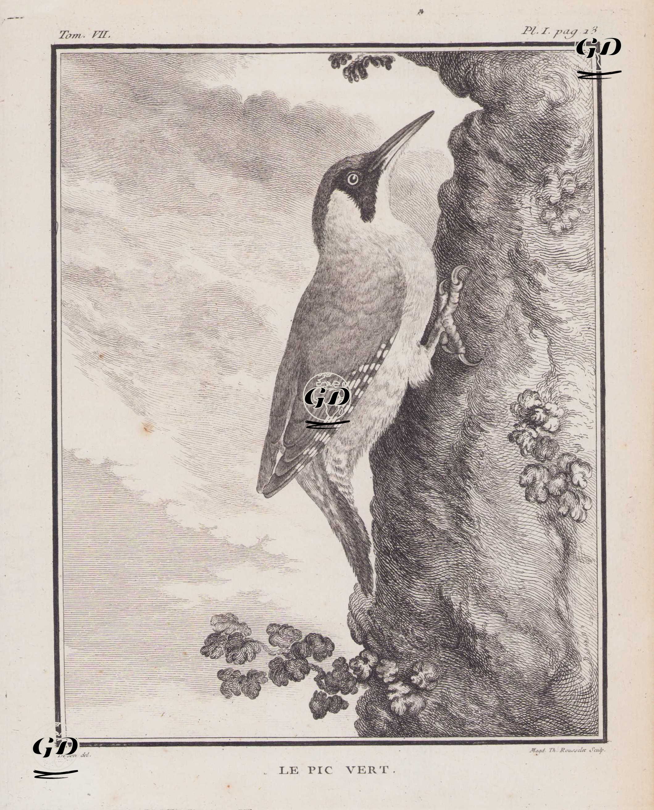 La Pic Vert (European Green Woodpecker-Picus Viridis) (Tom.VII. Plate I. Page 18)  - Jacques Eustache de Seve (active 1742-1788)-Georges Buffon (1707-1788) - 1780