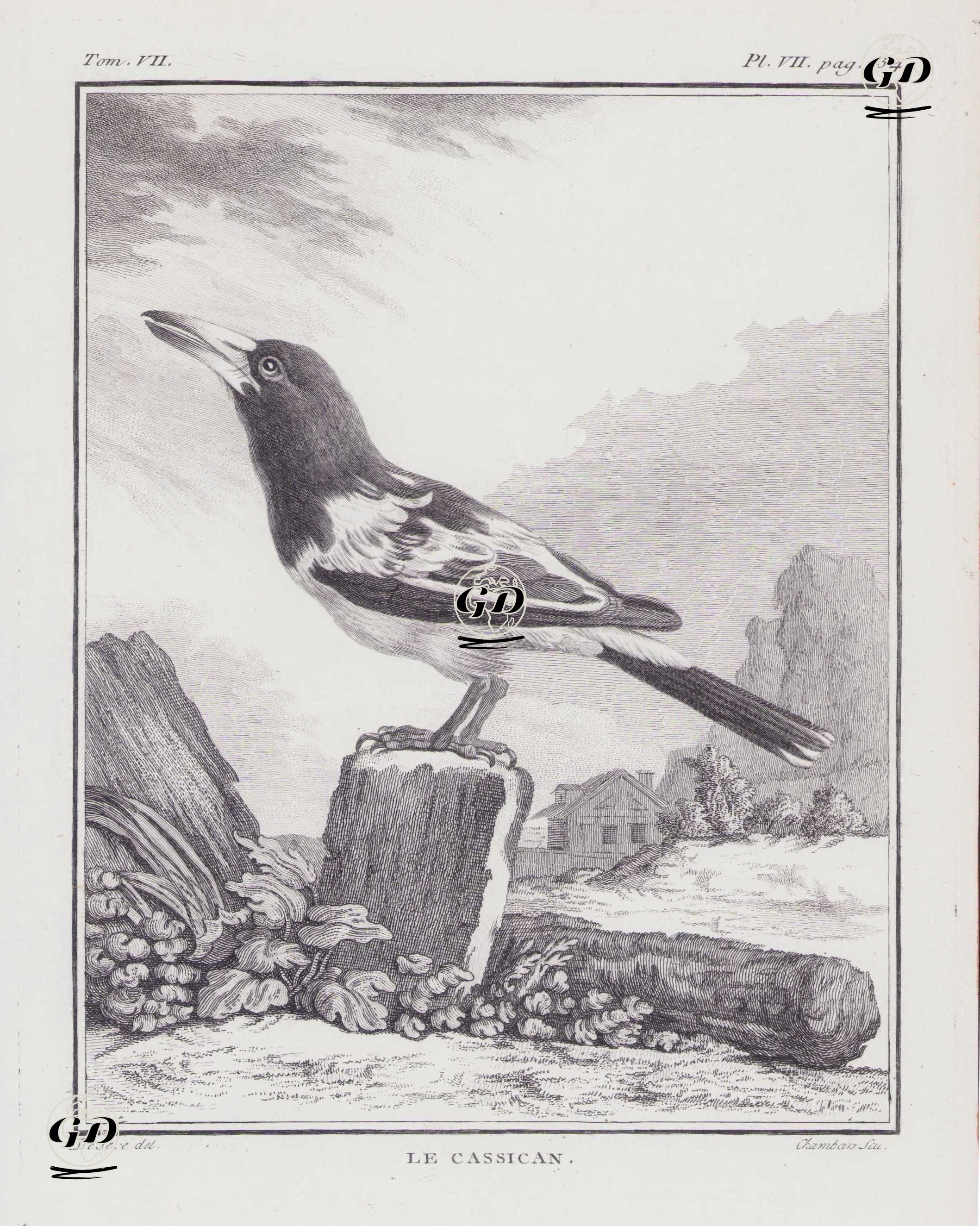 Le Cassican (Hooded Butcherbird-Cracticus Cassicus) (Tom.VII.-Plate VII. Page 134)  - Jacques Eustache de Seve (active 1742-1788)-Georges Buffon (1707-1788) - 1780