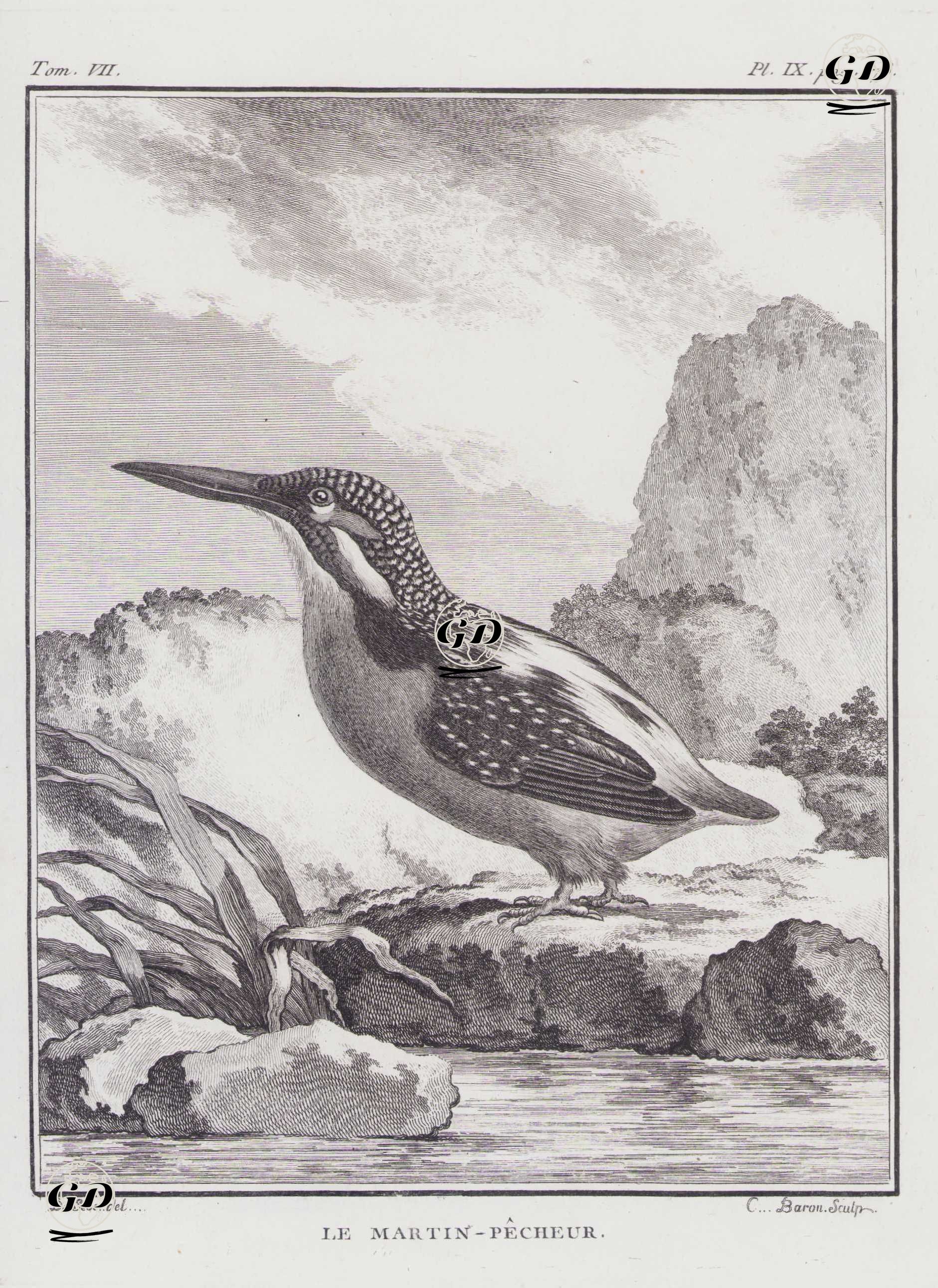Yalıçapkını (Alcedo Atthis) (VII.Cilt, IX.Plate, Sayfa 178) - Jacques Eustache de Seve (active 1742-1788)-Georges Buffon (1707-1788) - 1780