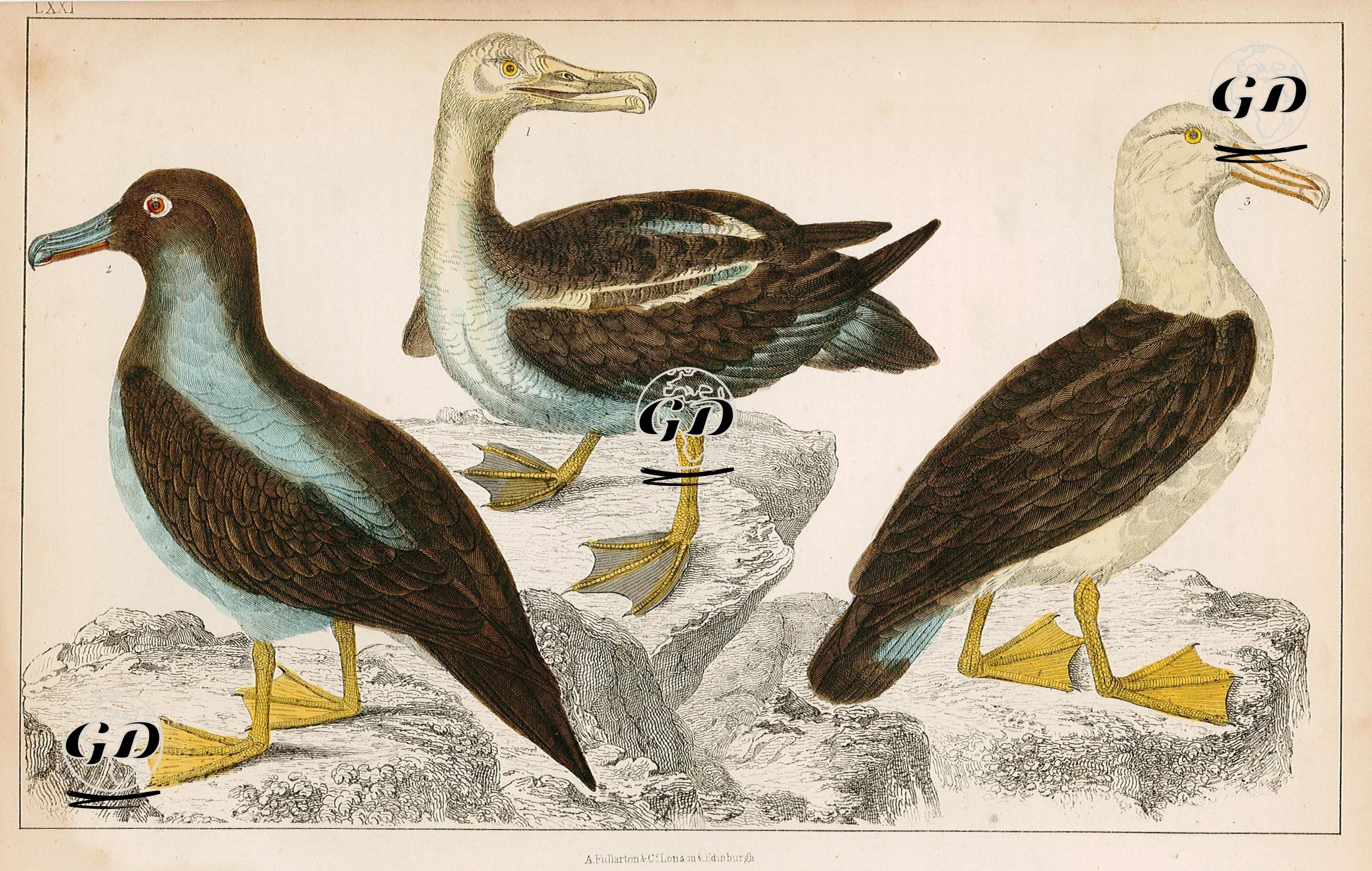 Common Albatross, Sooty Albatross And Black-Eyed Albatross -  - 1858