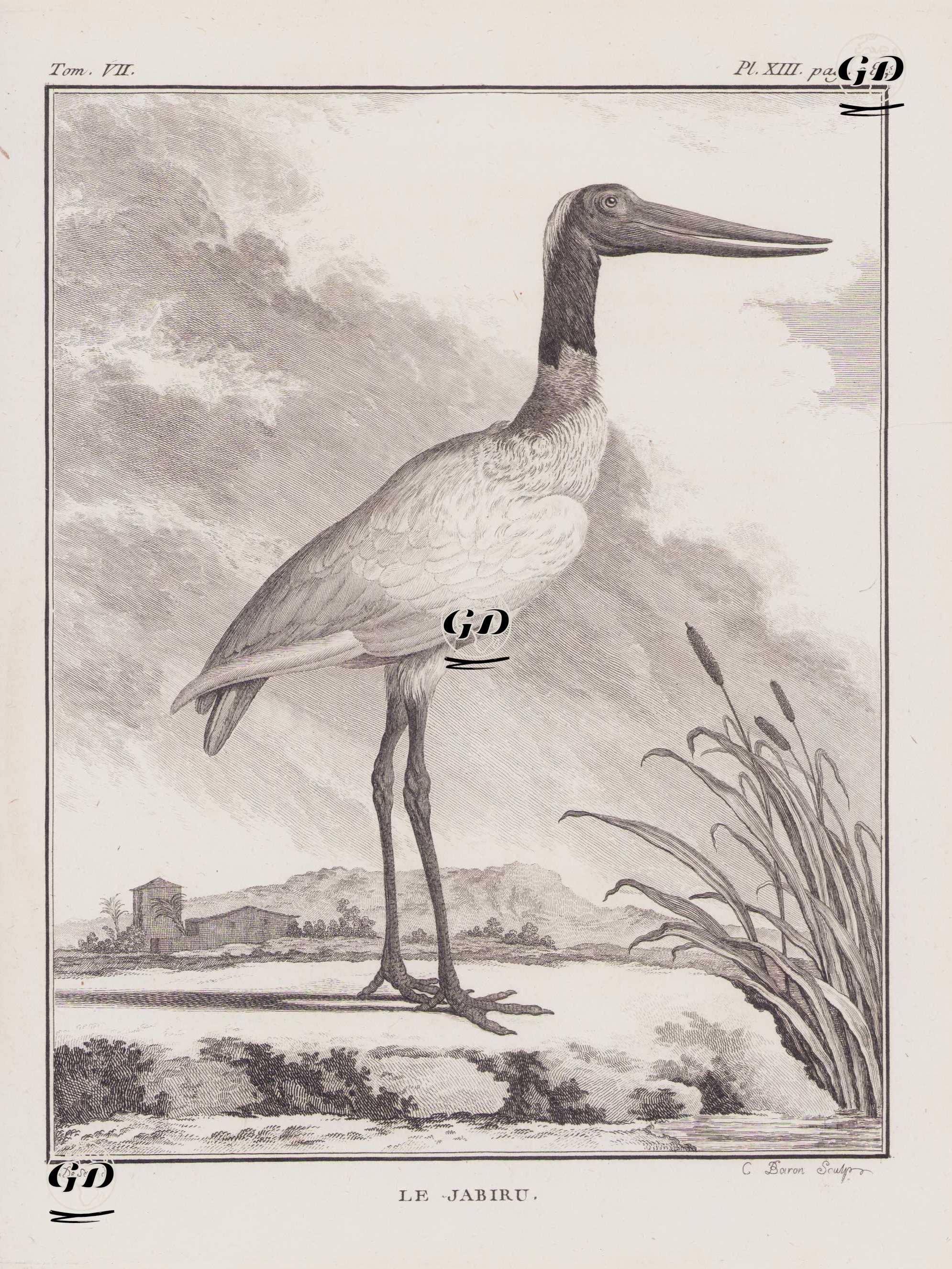 Afrika Jabirusu (Eyergagalı Leylek-Ephippiorhynchus Senegalensis) (VII.Cilt, XIII.Plate, Sayfa 284) - Jacques Eustache de Seve (active 1742-1788)-Georges Buffon (1707-1788) - 1780